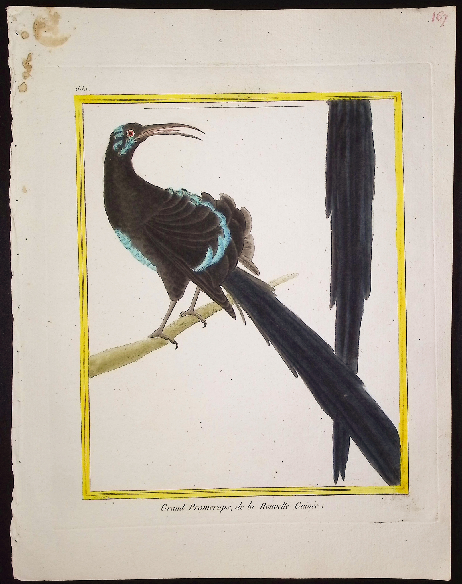 Martinet & Buffon - 6 Bird Engravings