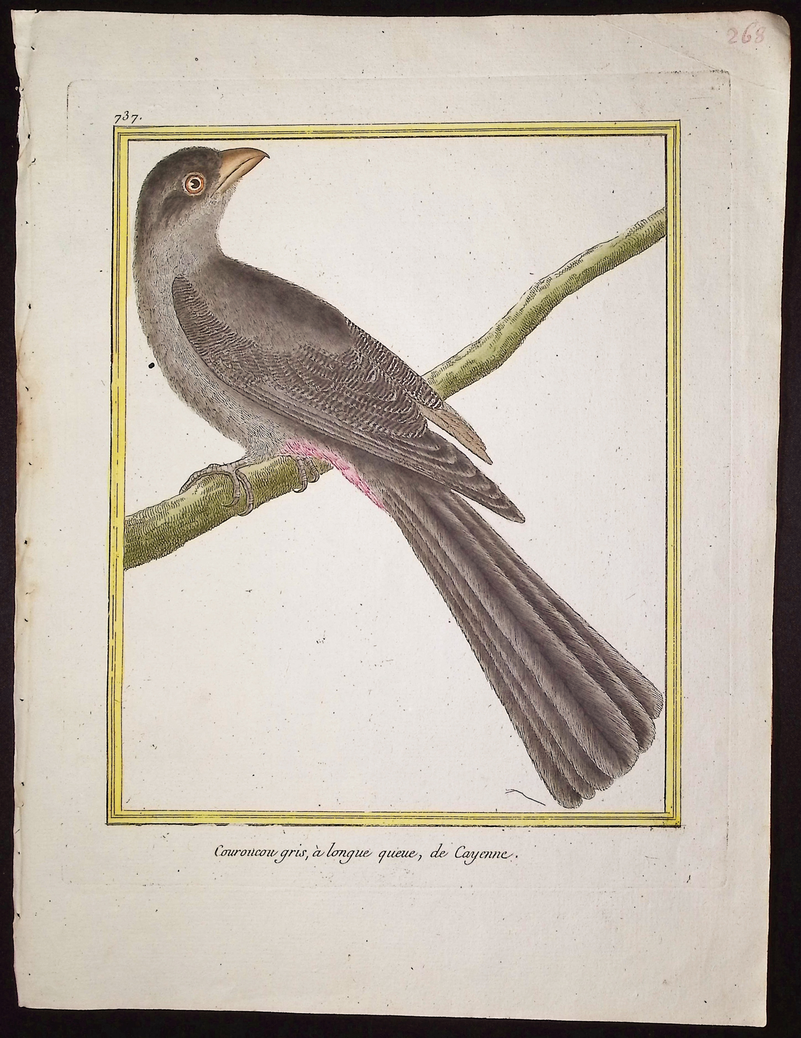 Martinet & Buffon - 6 Bird Engravings