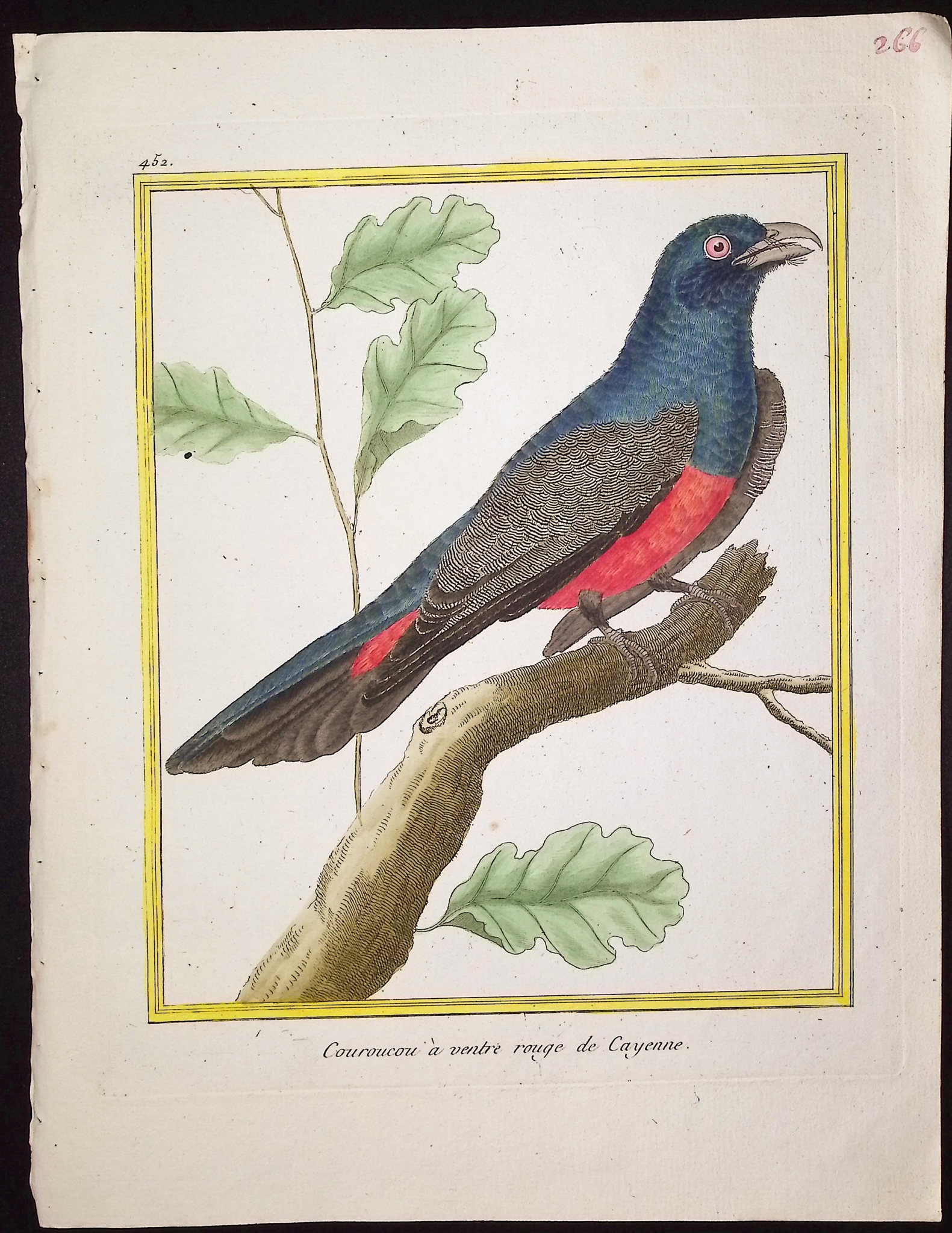 Martinet & Buffon - 6 Bird Engravings
