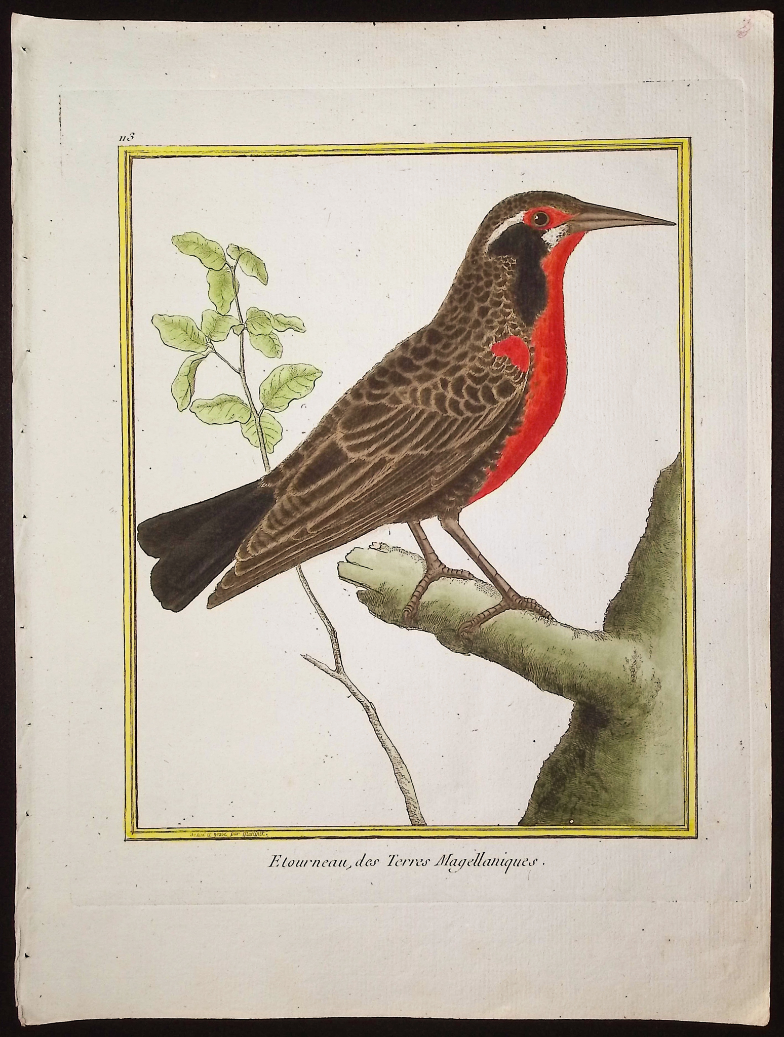 Martinet & Buffon - 6 Bird Engravings