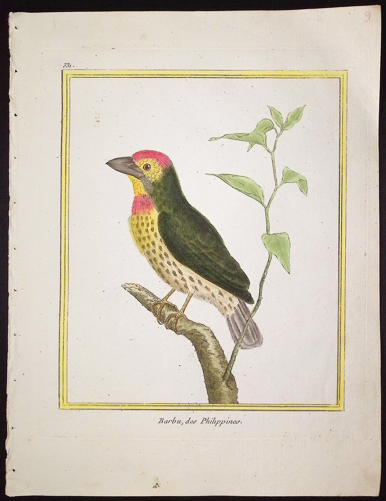 Martinet & Buffon - 6 Bird Engravings