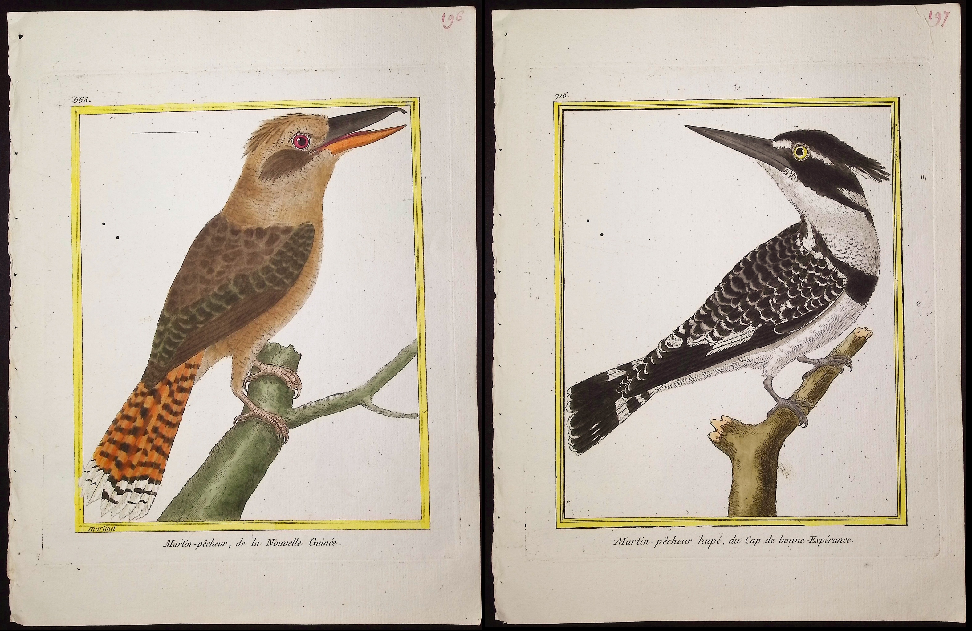 Martinet & Buffon - 6 Kingfisher Engravings