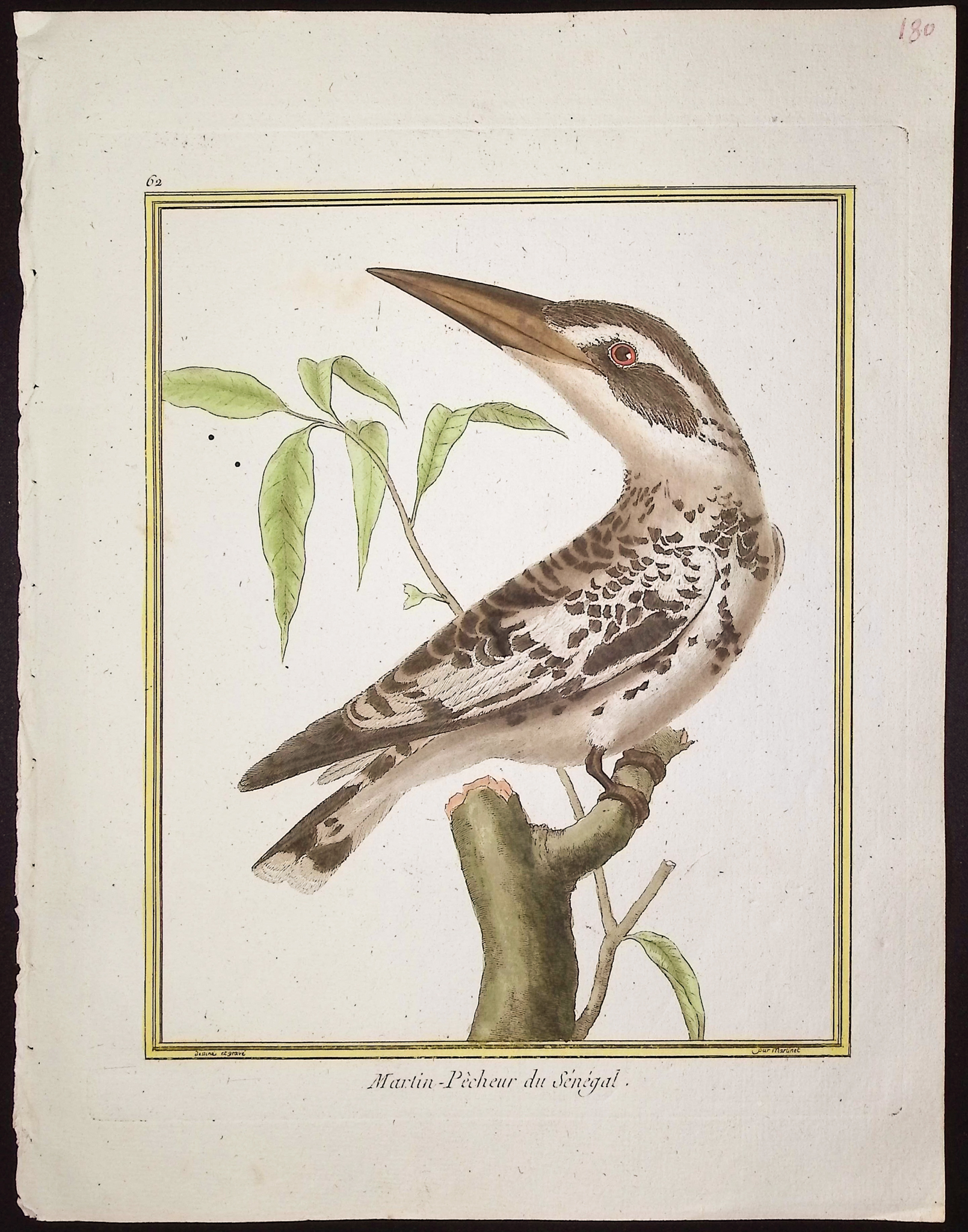 Martinet & Buffon - 6 Kingfisher Engravings
