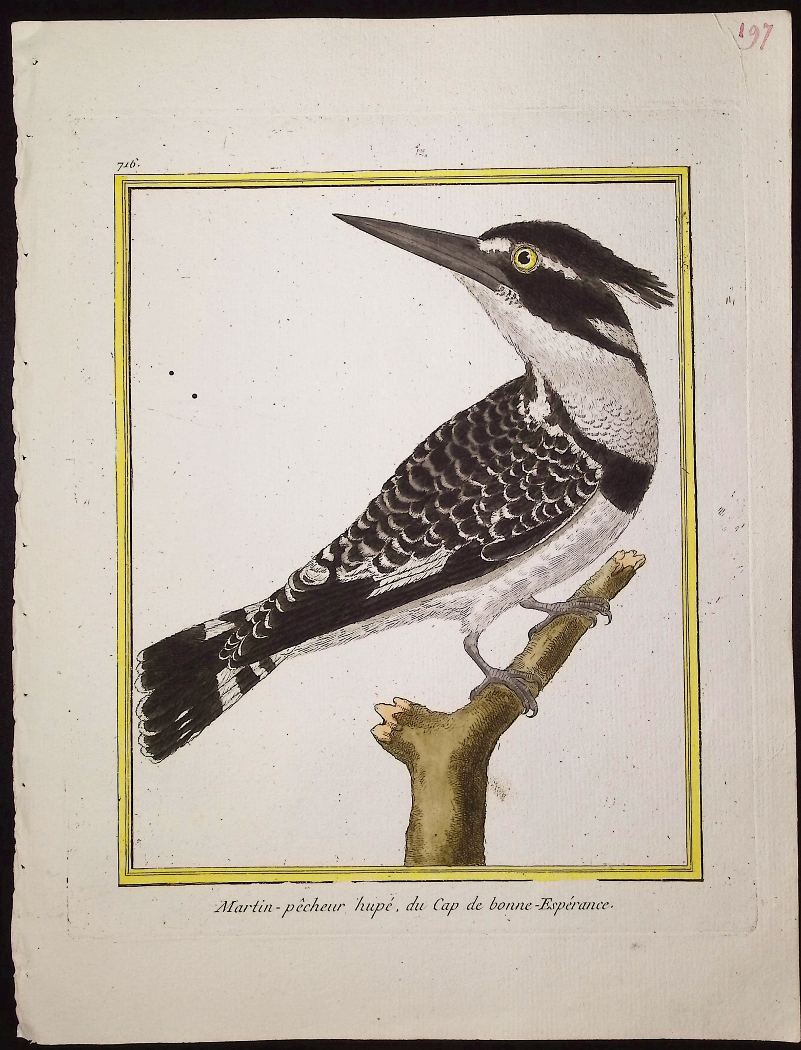 Martinet & Buffon - 6 Kingfisher Engravings