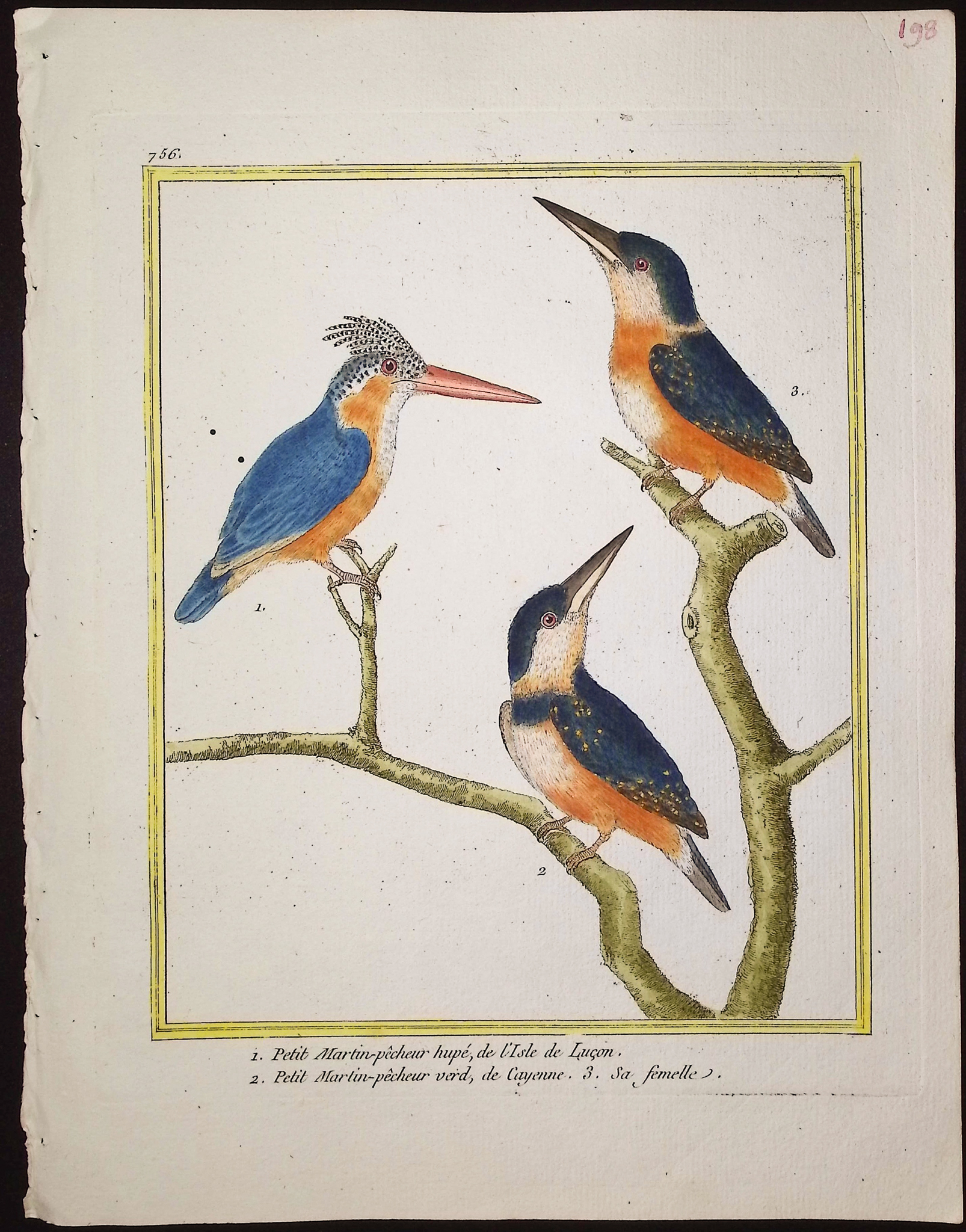 Martinet & Buffon - 6 Kingfisher Engravings
