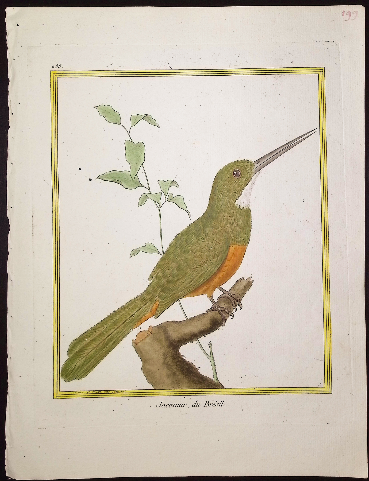 Martinet & Buffon - 6 Kingfisher Engravings