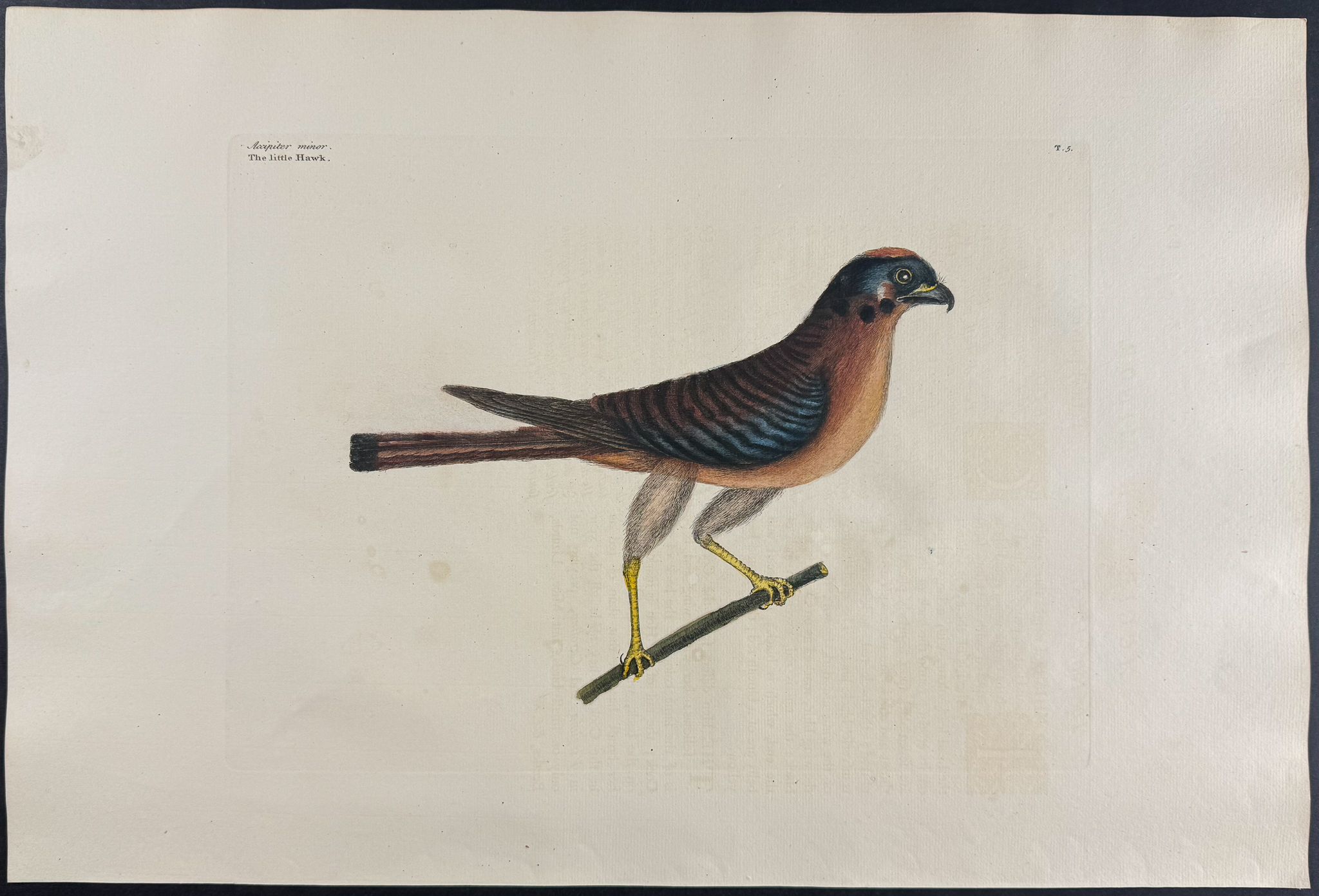 Catesby, Folio - Little Hawk. 1-5