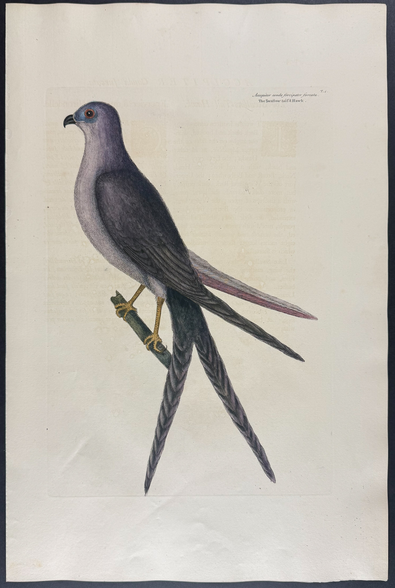Catesby, Folio - Swallowtail Hawk. 1-4