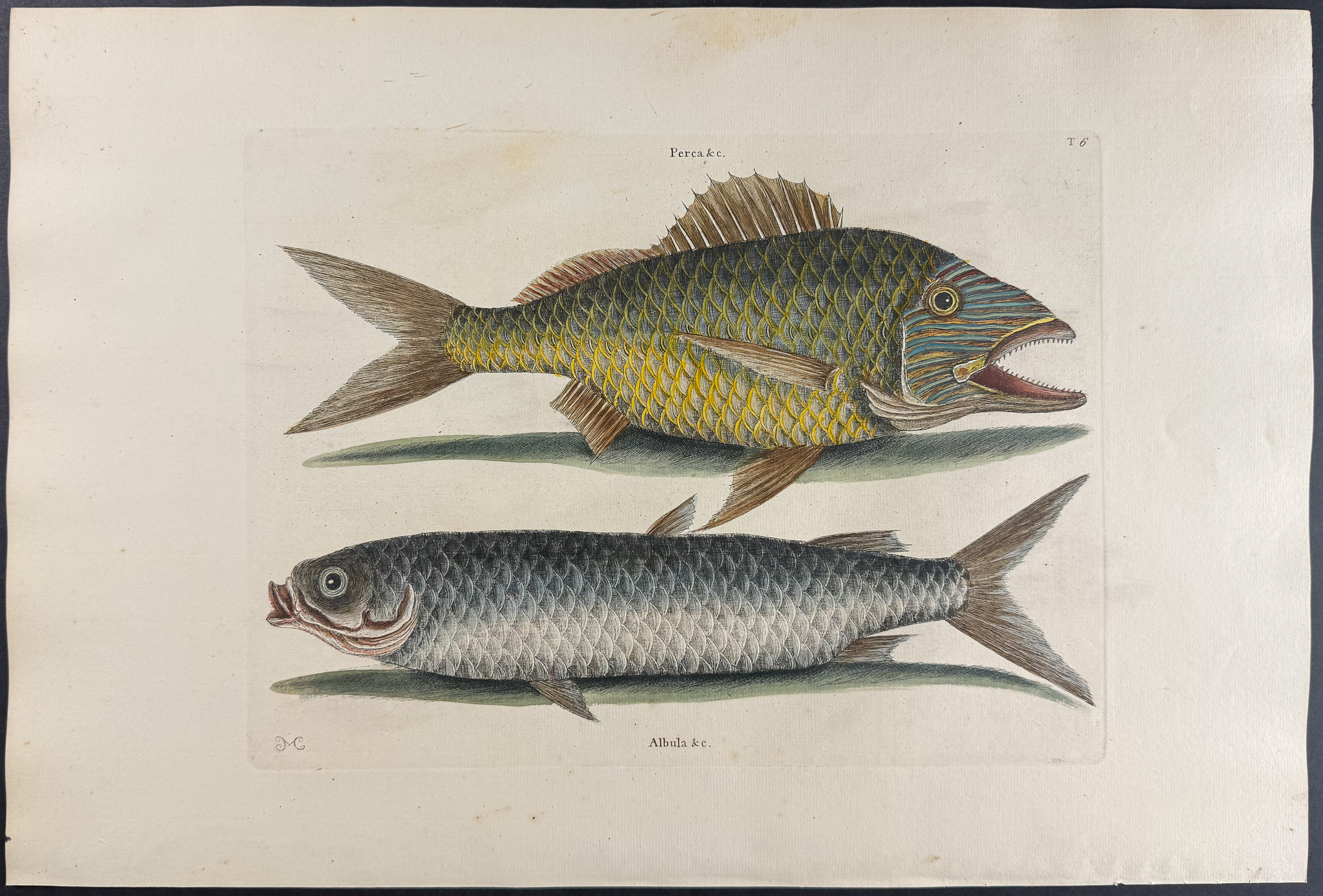 Catesby, Folio - Grunt & Mullet. 2-6