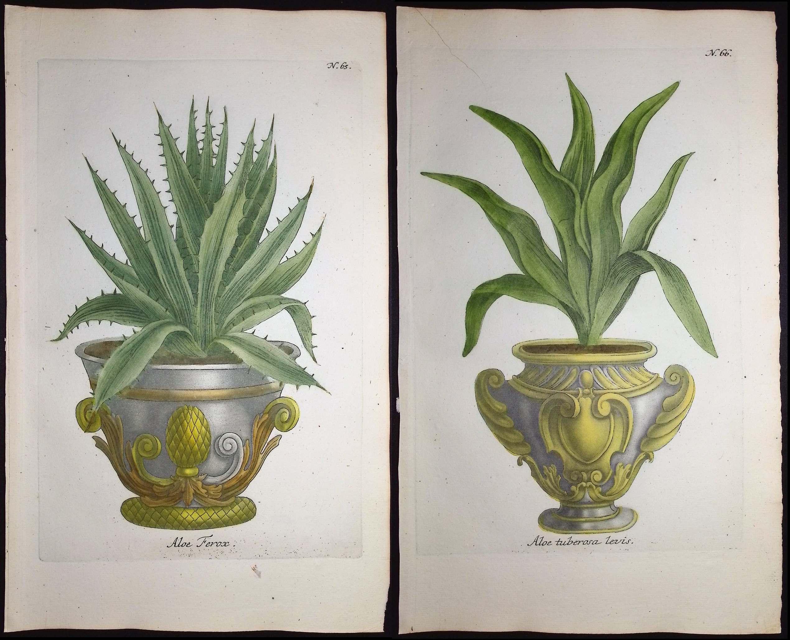 Weinmann - 4 Aloe Engravings