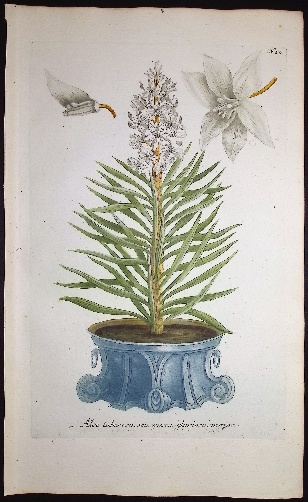 Weinmann - 4 Aloe Engravings