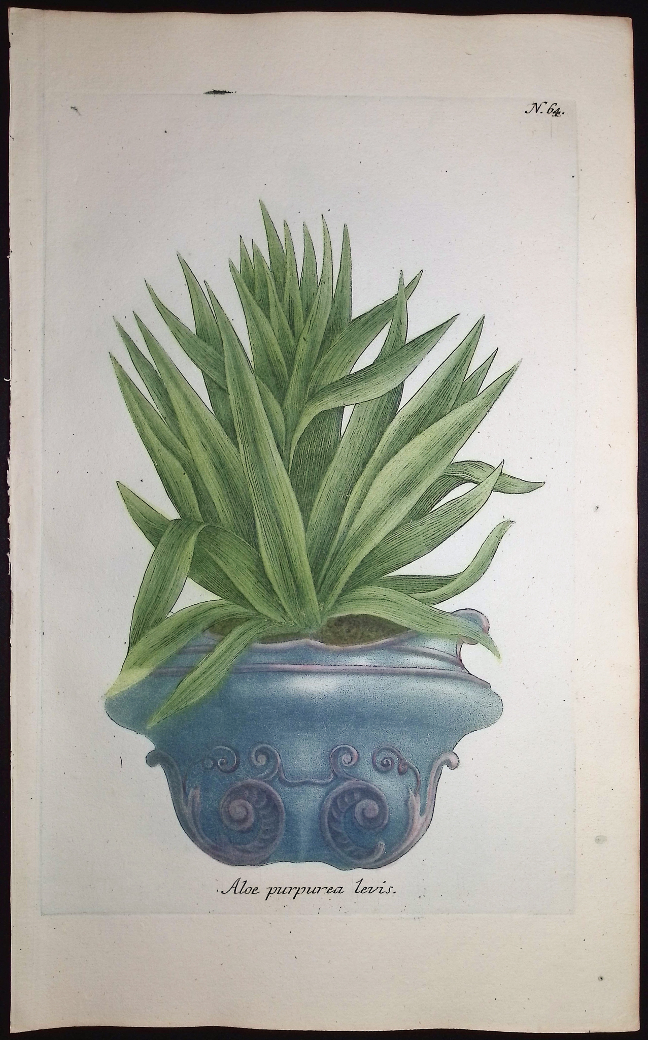 Weinmann - 4 Aloe Engravings