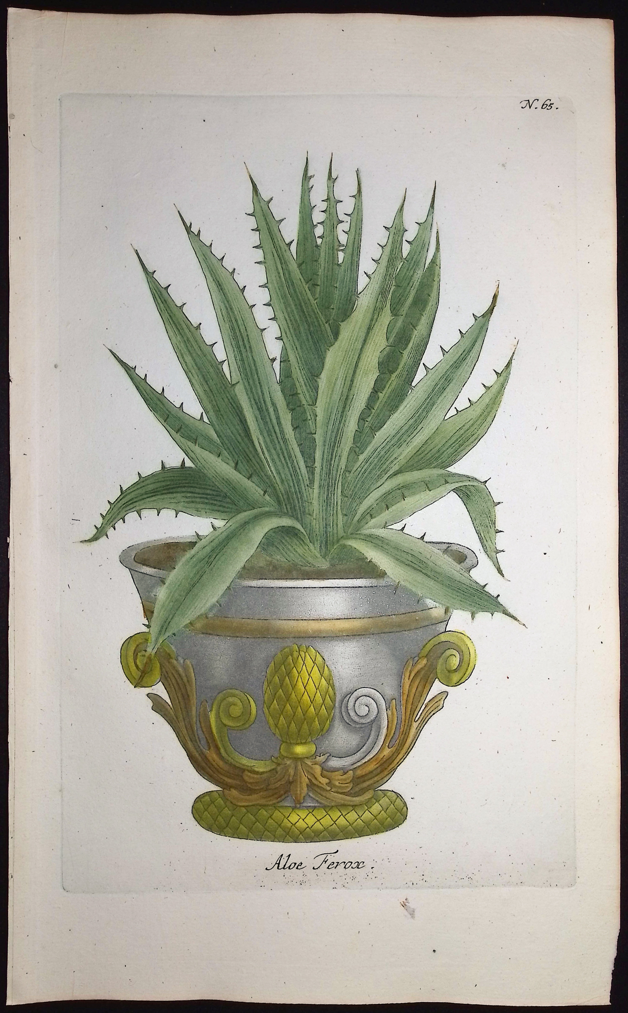 Weinmann - 4 Aloe Engravings