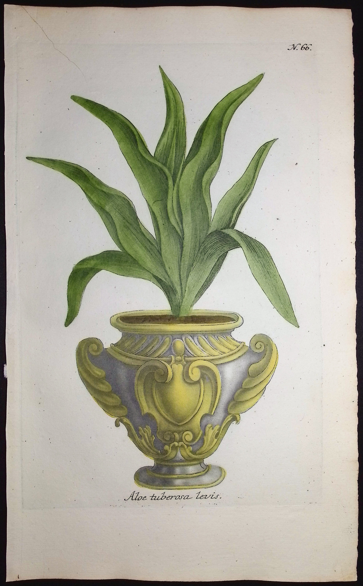 Weinmann - 4 Aloe Engravings