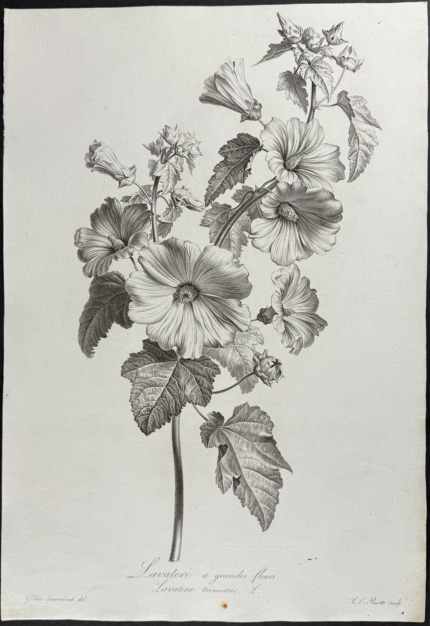 Spaendonck - Rose Mallow