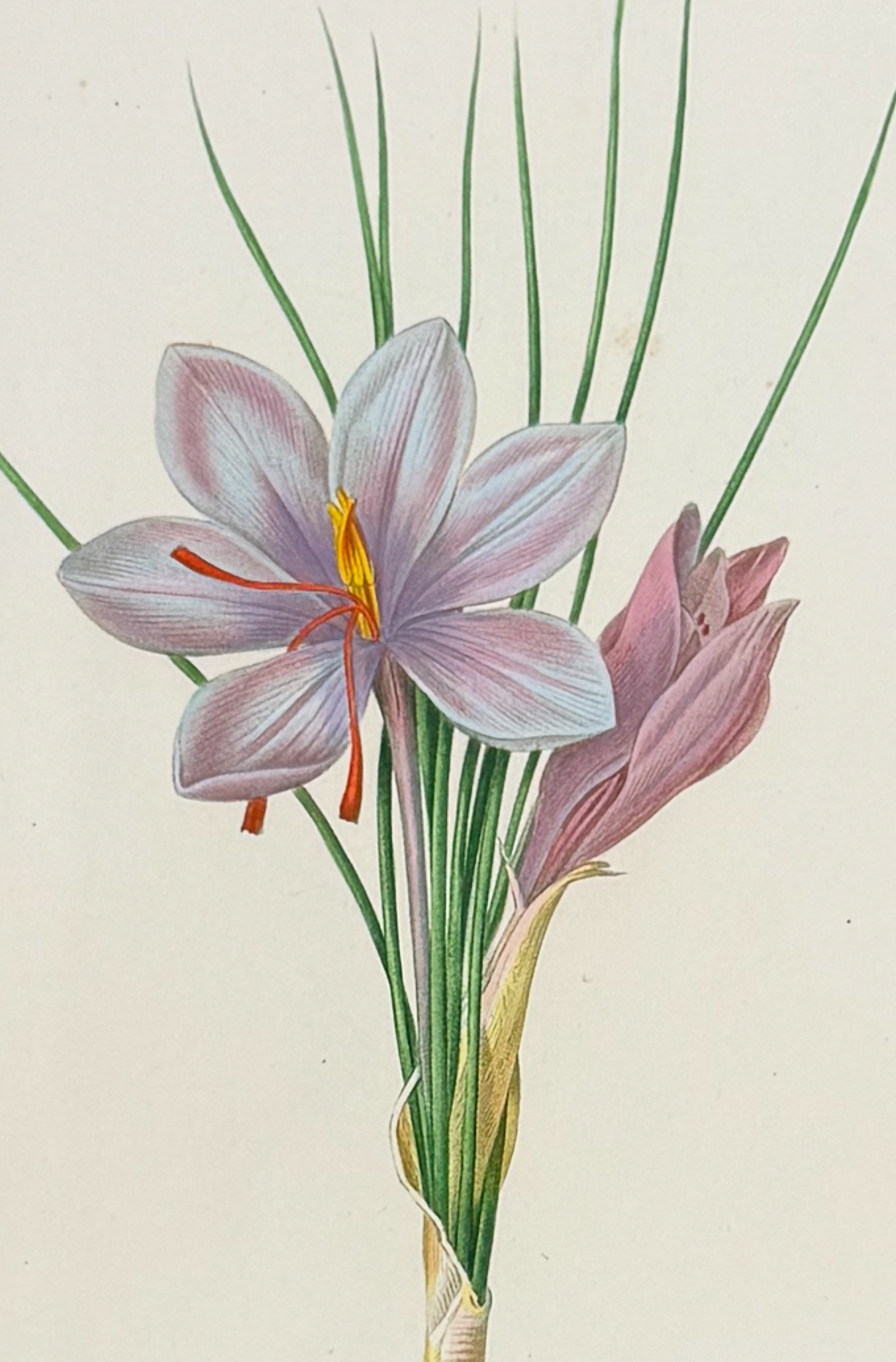 Redoute, Choix - Saffron [Crocus sativus]