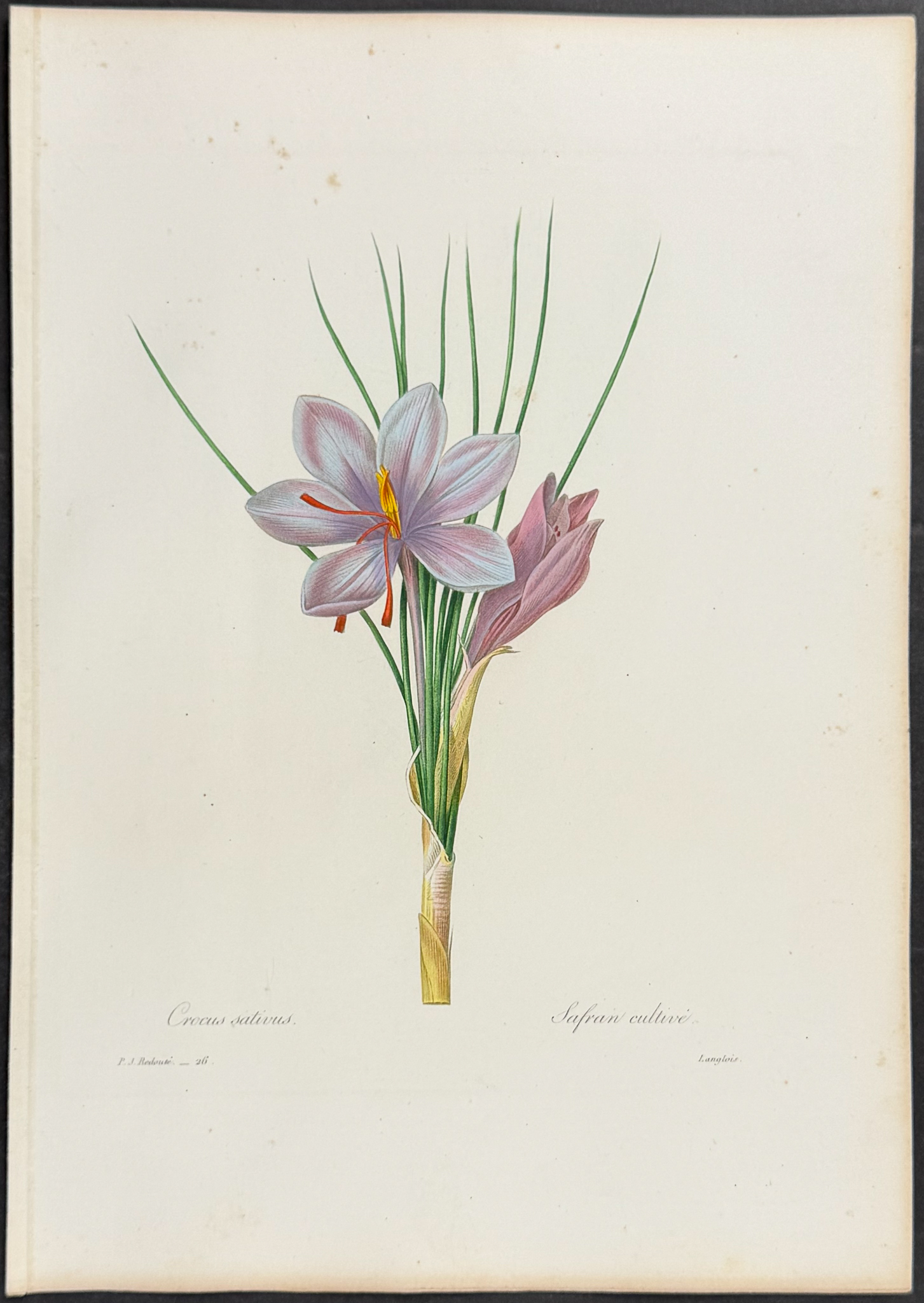 Redoute, Choix - Saffron [Crocus sativus]