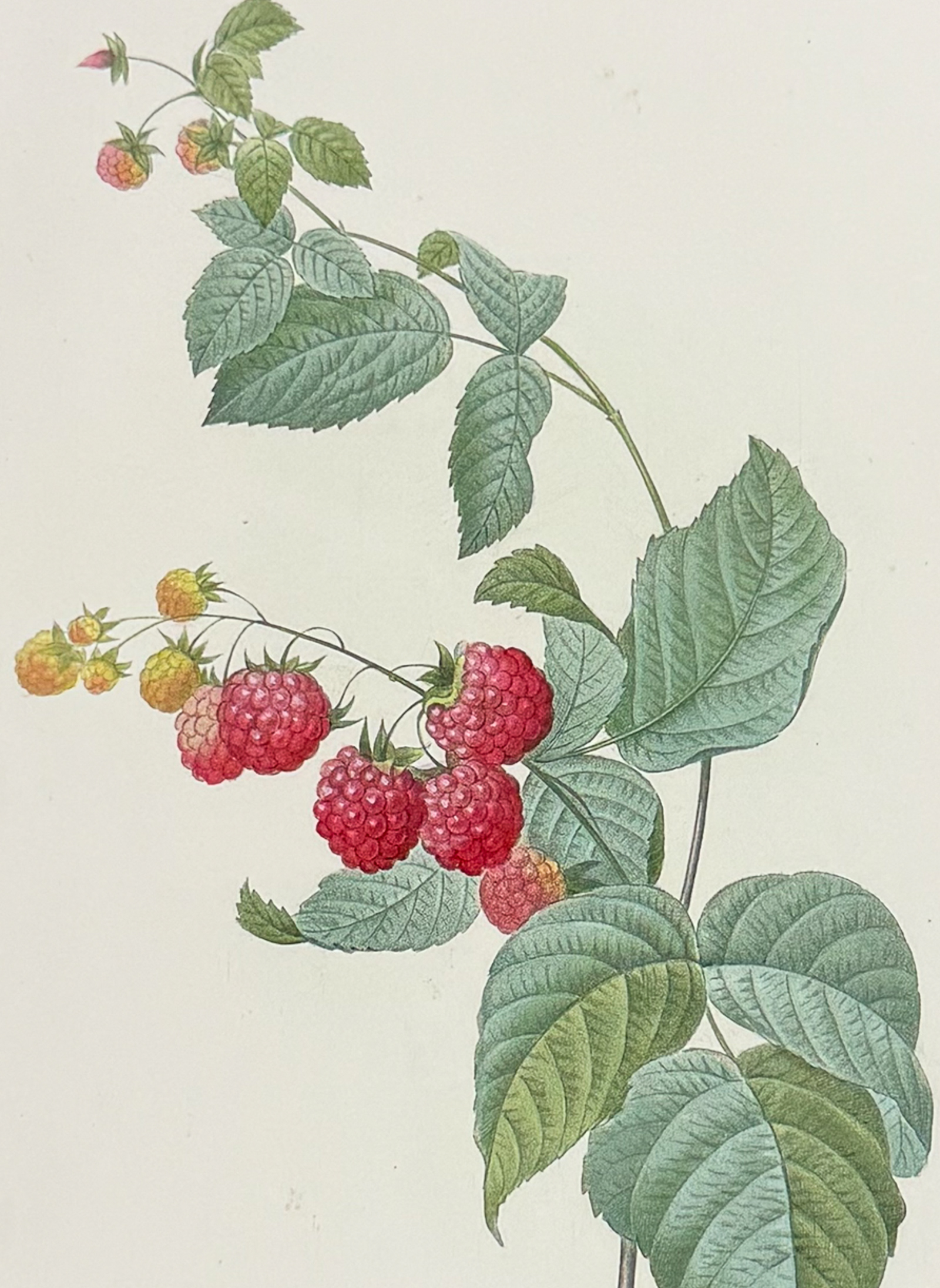 Redoute, Choix - Raspberry Plant [Rubus]