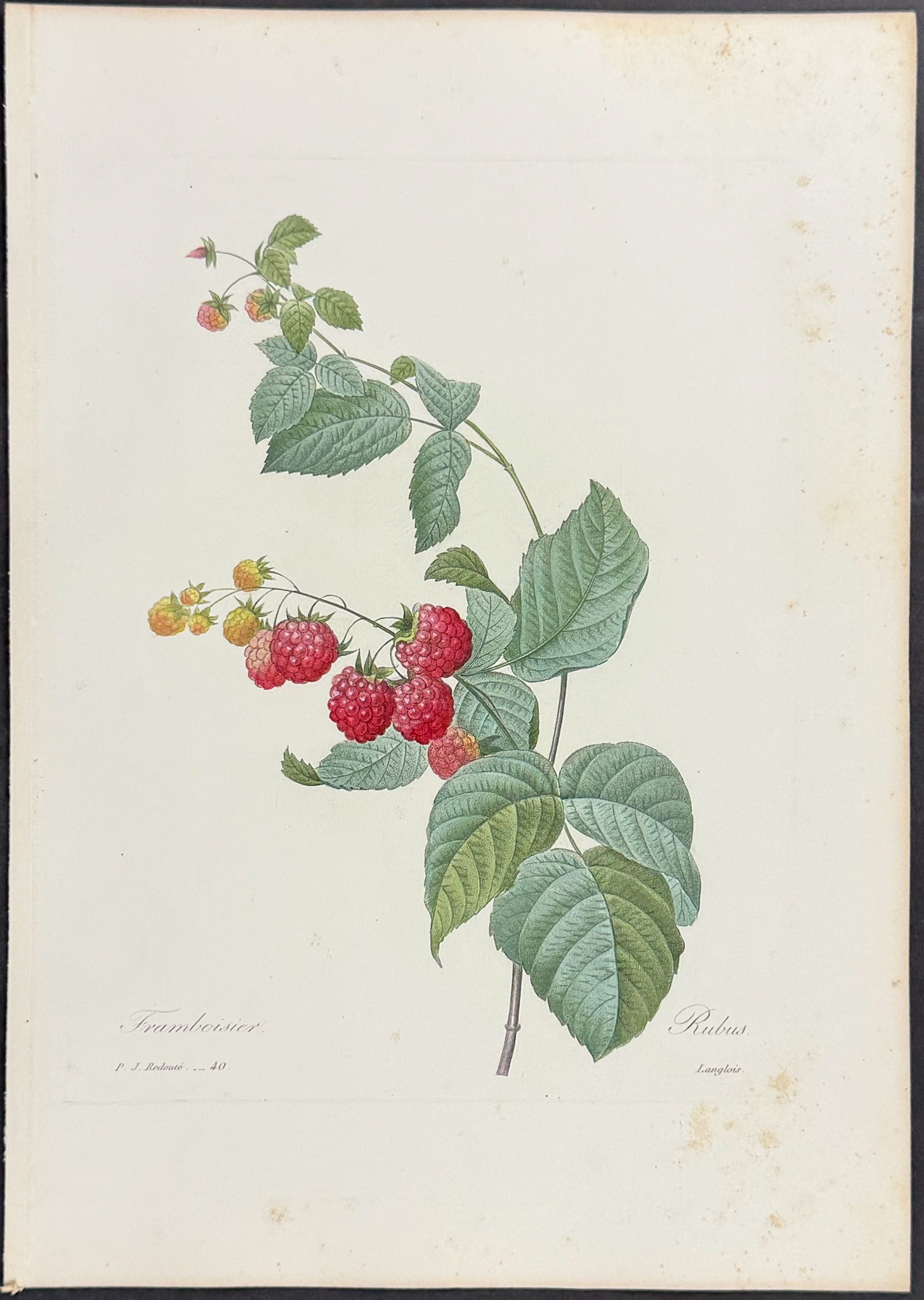 Redoute, Choix - Raspberry Plant [Rubus]