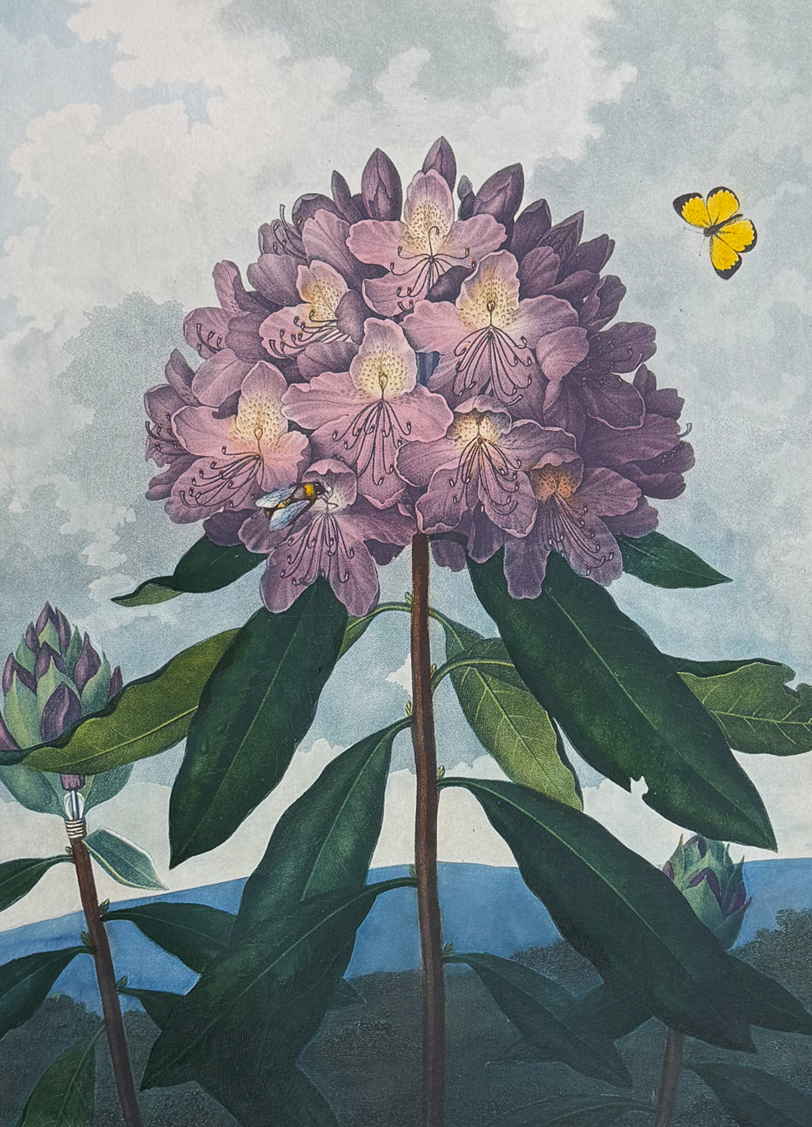 Thornton, Folio - The Pontic Rhododendron