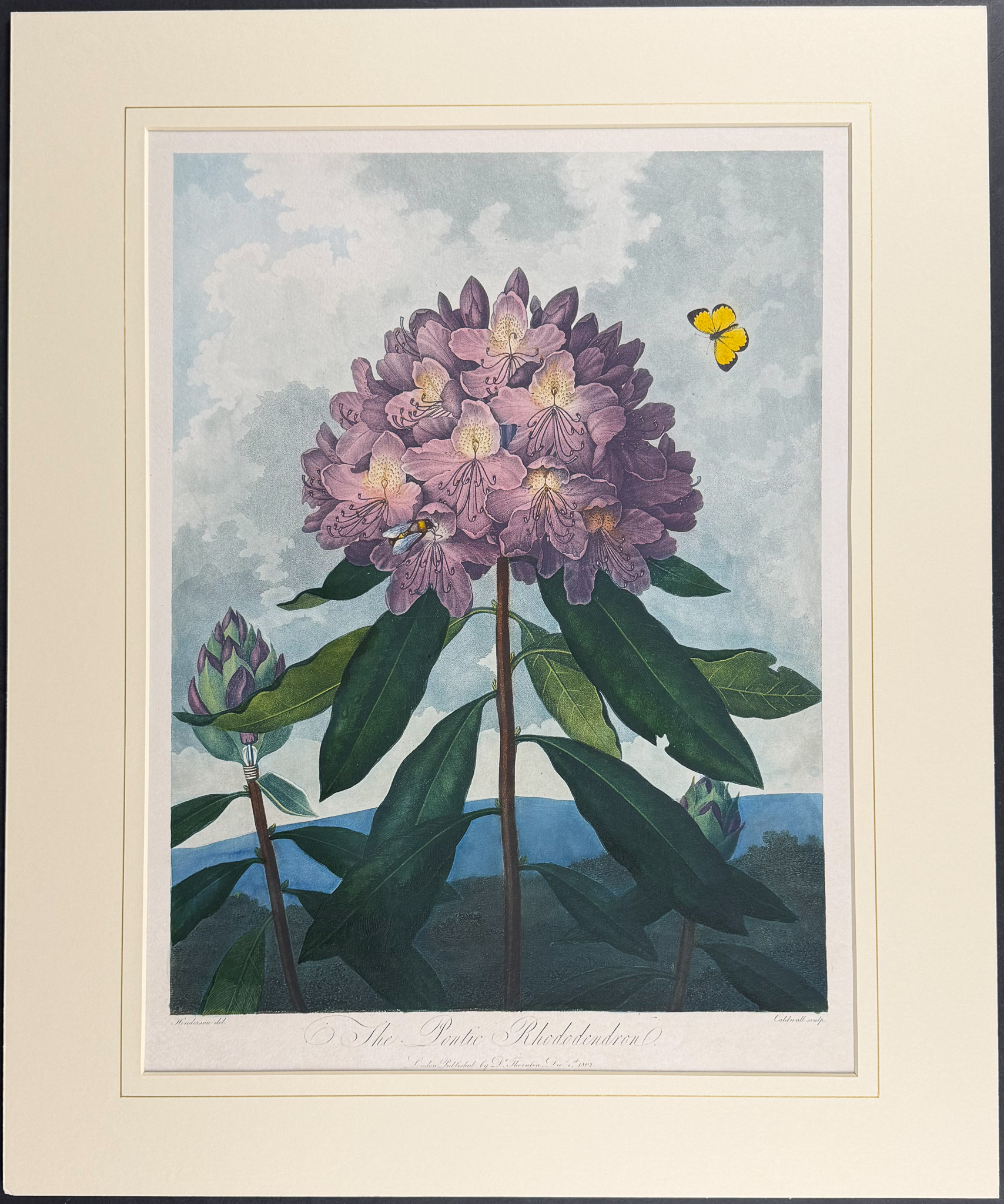 Thornton, Folio - The Pontic Rhododendron