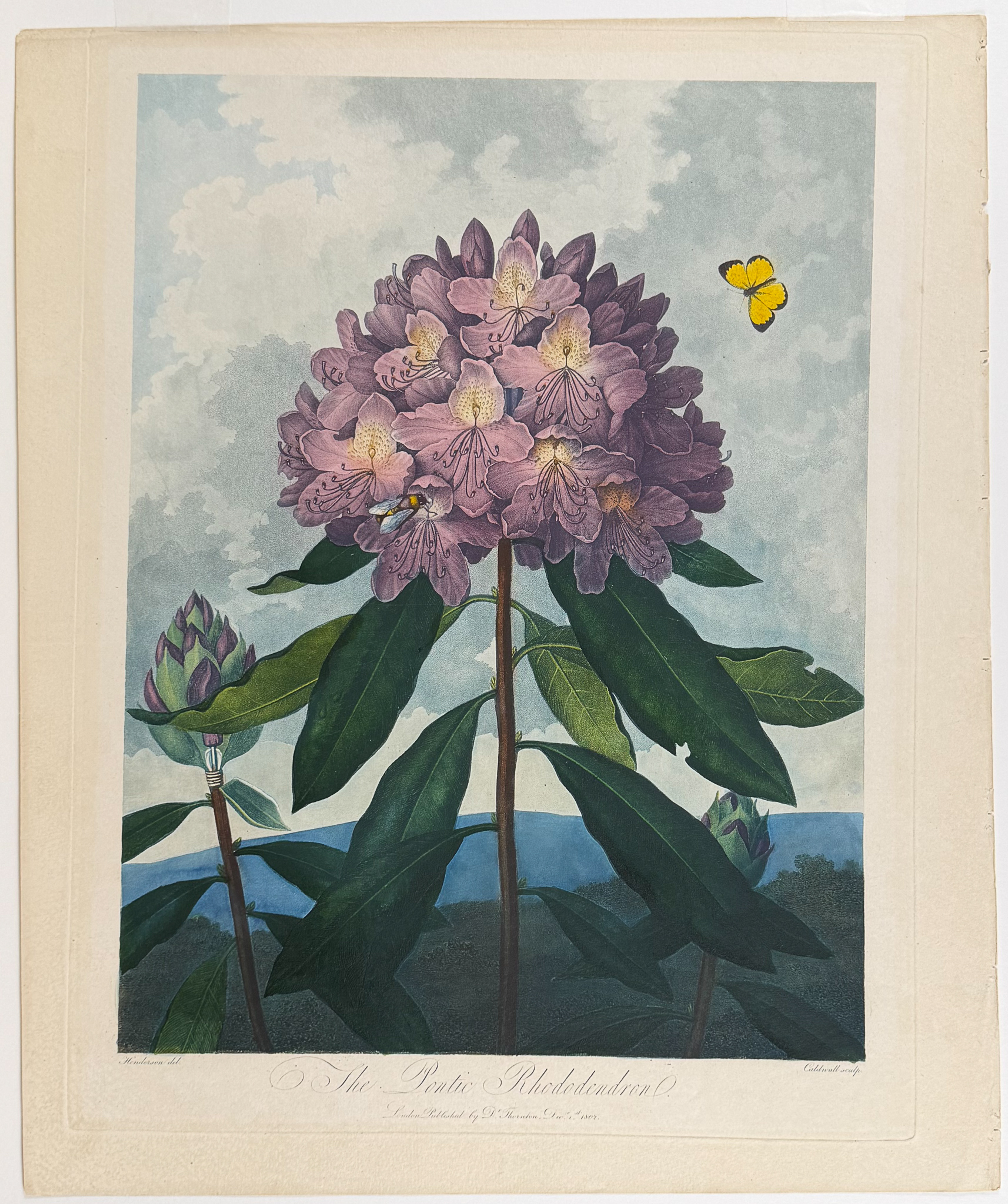 Thornton, Folio - The Pontic Rhododendron