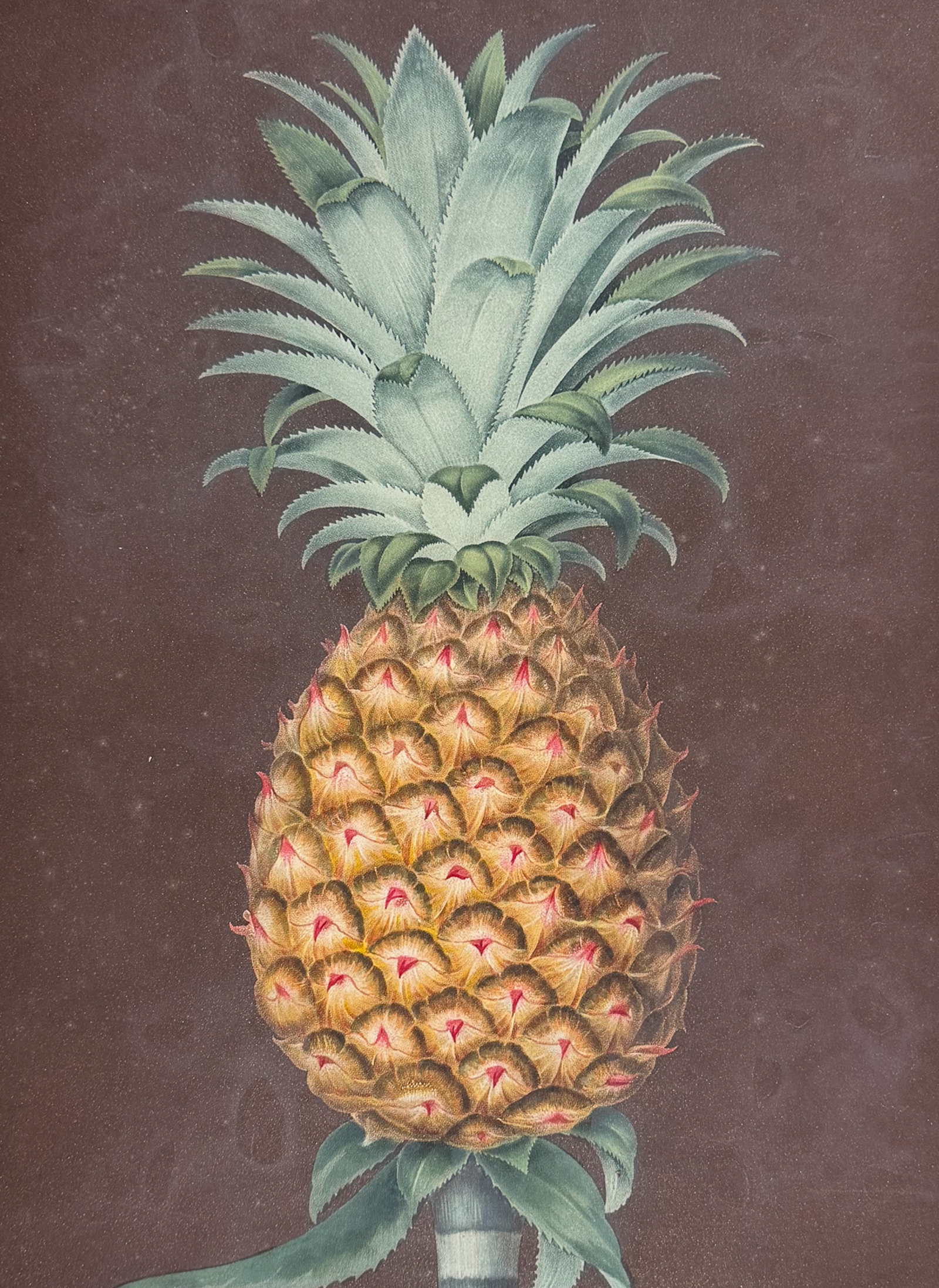 Brookshaw, Folio - Pineapple [Black Jamaica Pine]