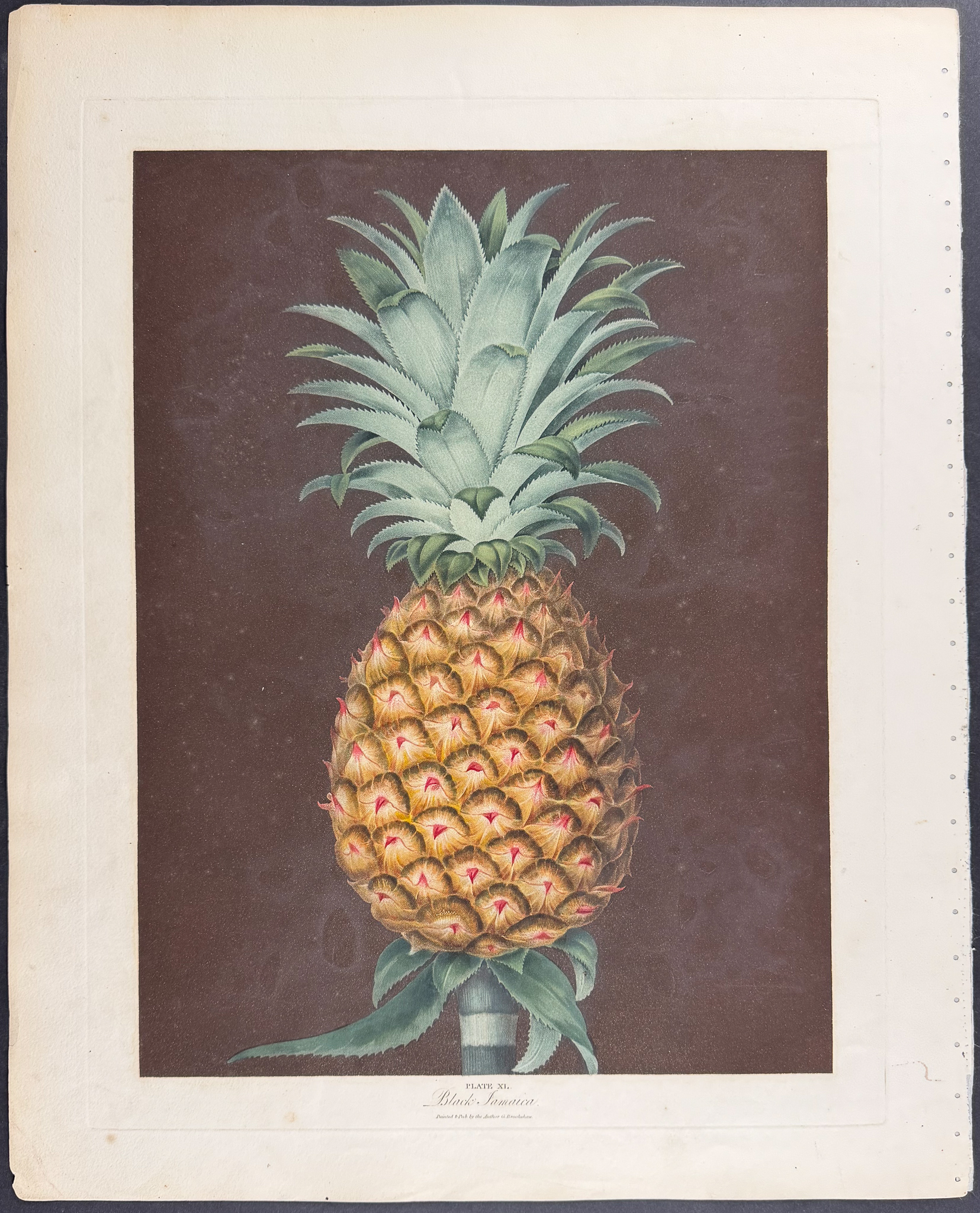Brookshaw, Folio - Pineapple [Black Jamaica Pine]
