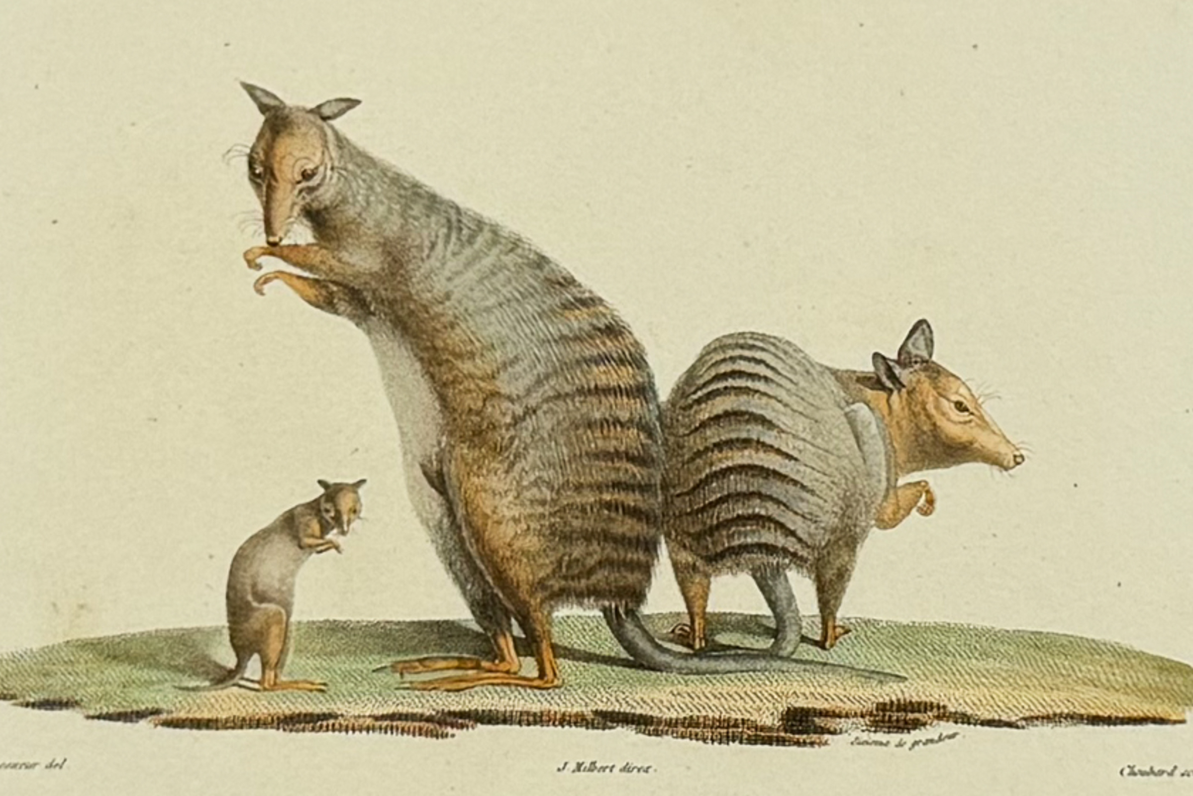 Peron & Freycinet - Kangaroo (Kanguroo a Bandes)