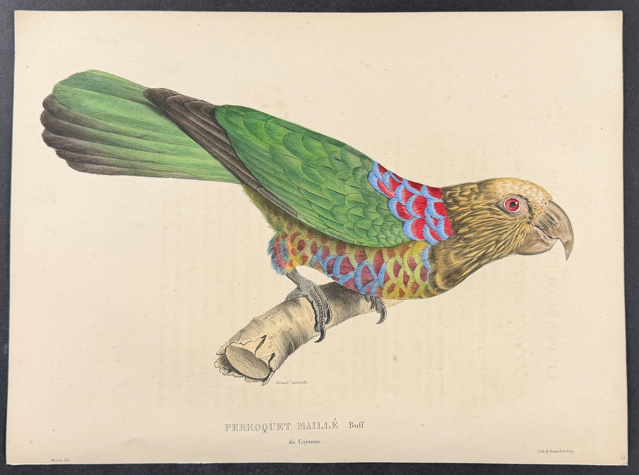 Bourjot Saint-Hilaire - Hooded or Crested Parrot [Perroquet Maille de Cayenne]