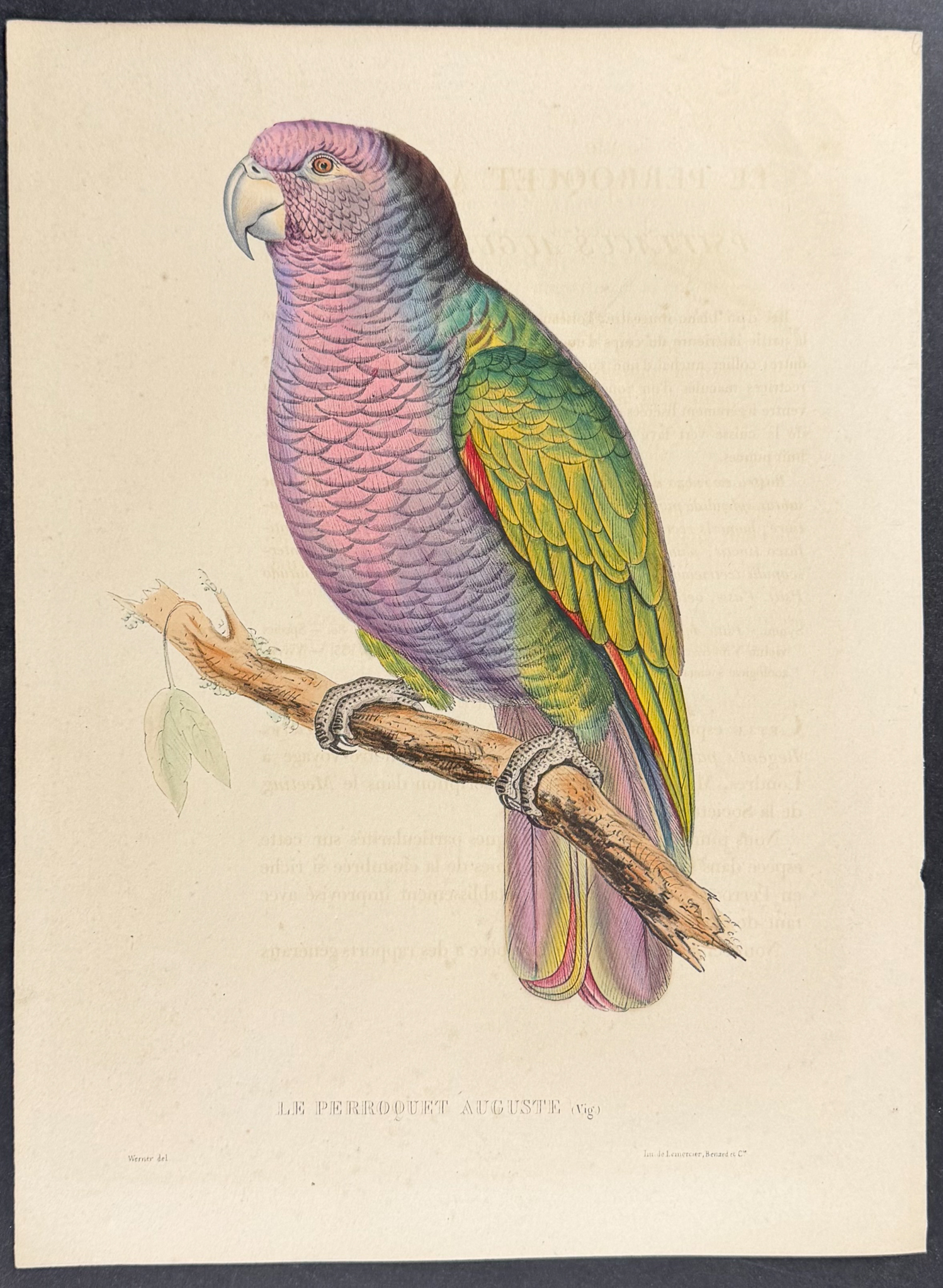 Bourjot Saint-Hilaire - Jacot, Parrot [Le Perroquet Auguste]