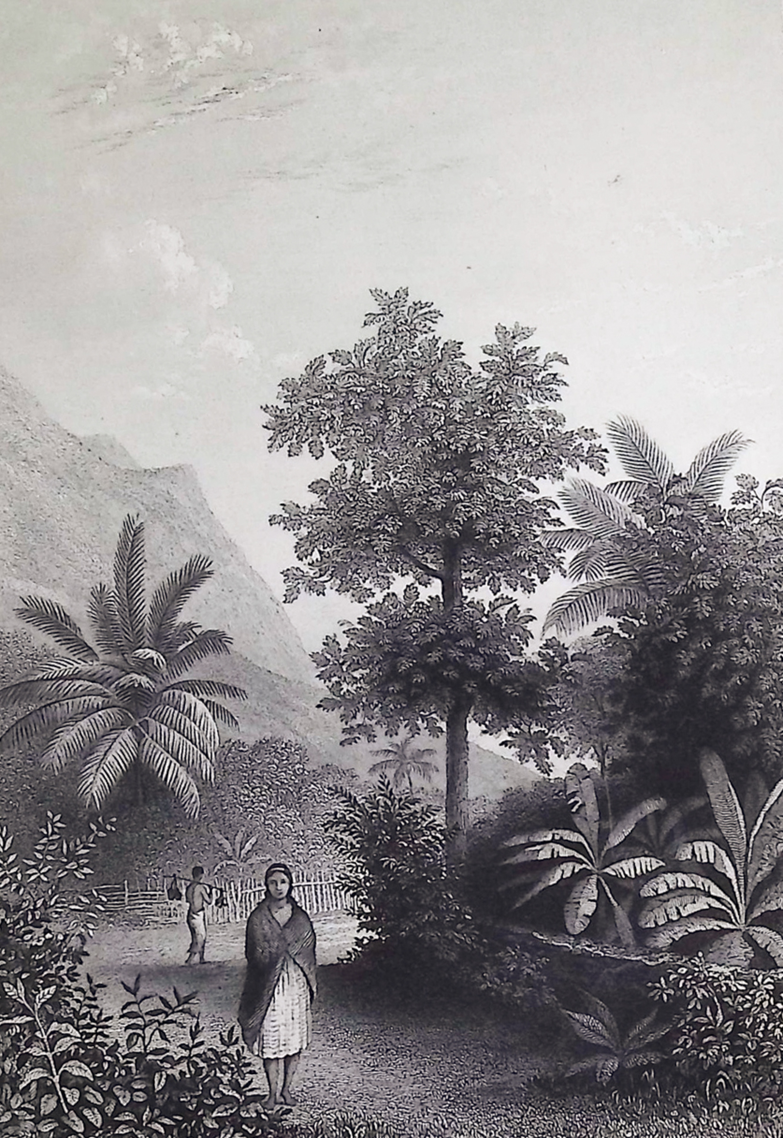 Wilkes - Broom Road, Tahiti