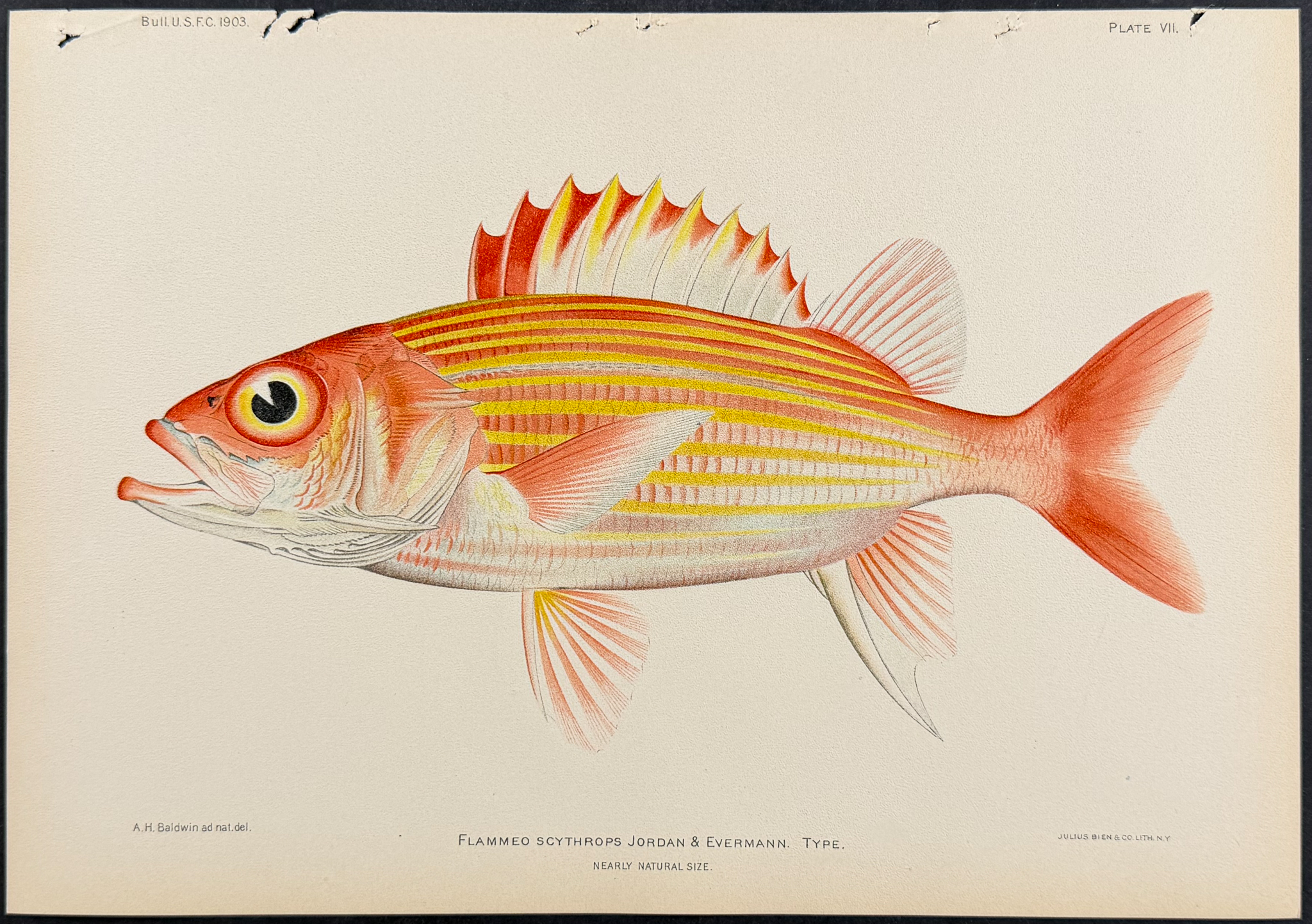 Bien, Hawaii - Roughscale or Shy Soldierfish [Holotrachys Lima]