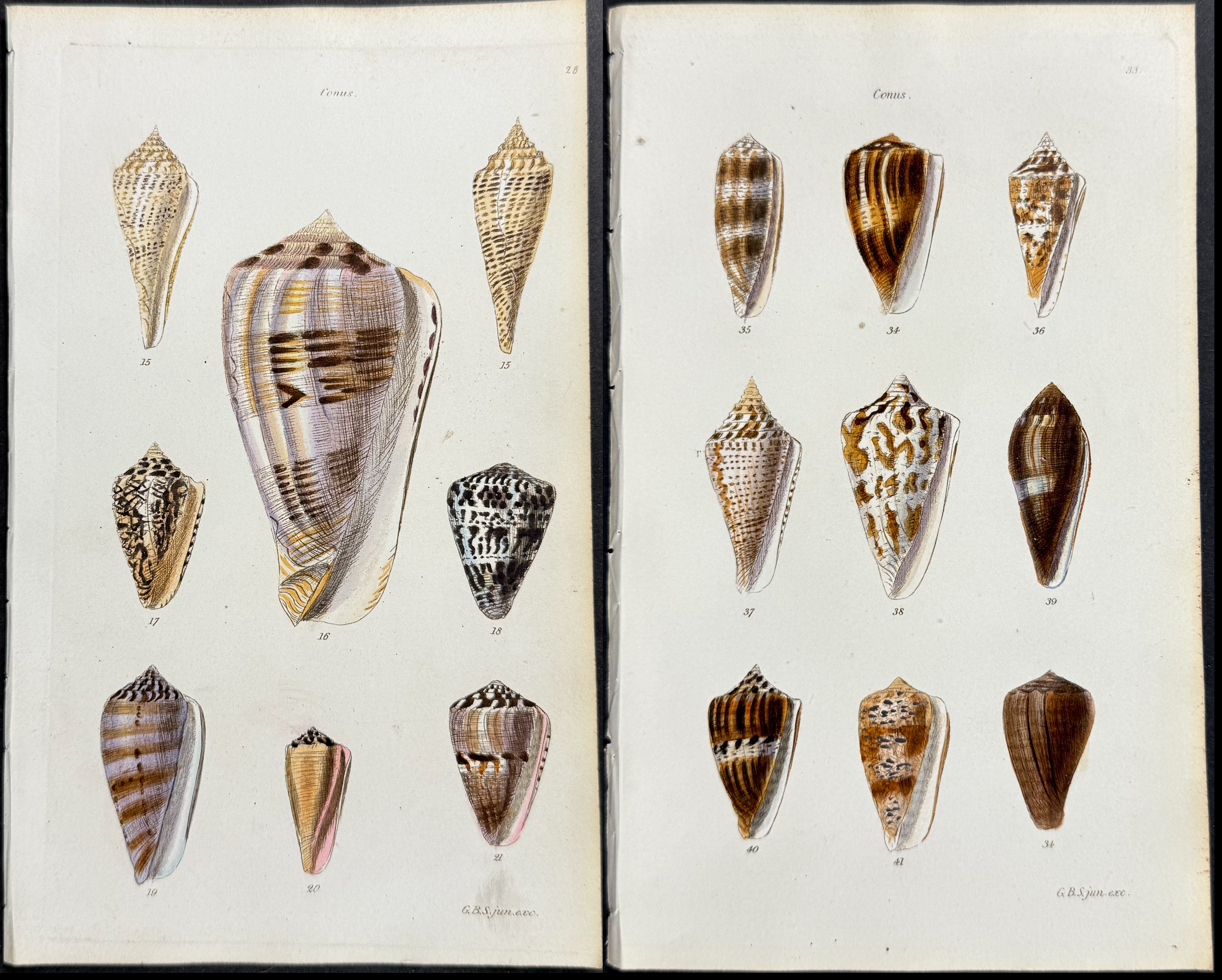 Sowerby - 6 Shell Engravings