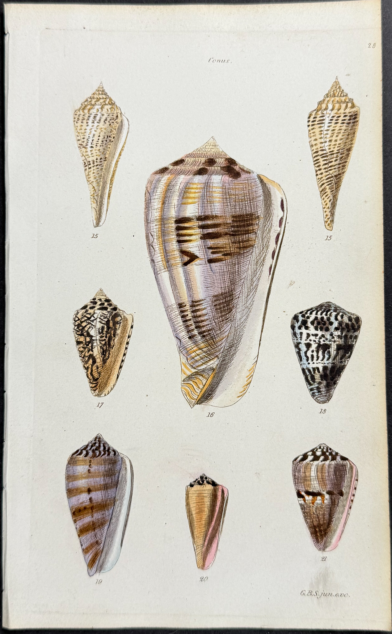 Sowerby - 6 Shell Engravings