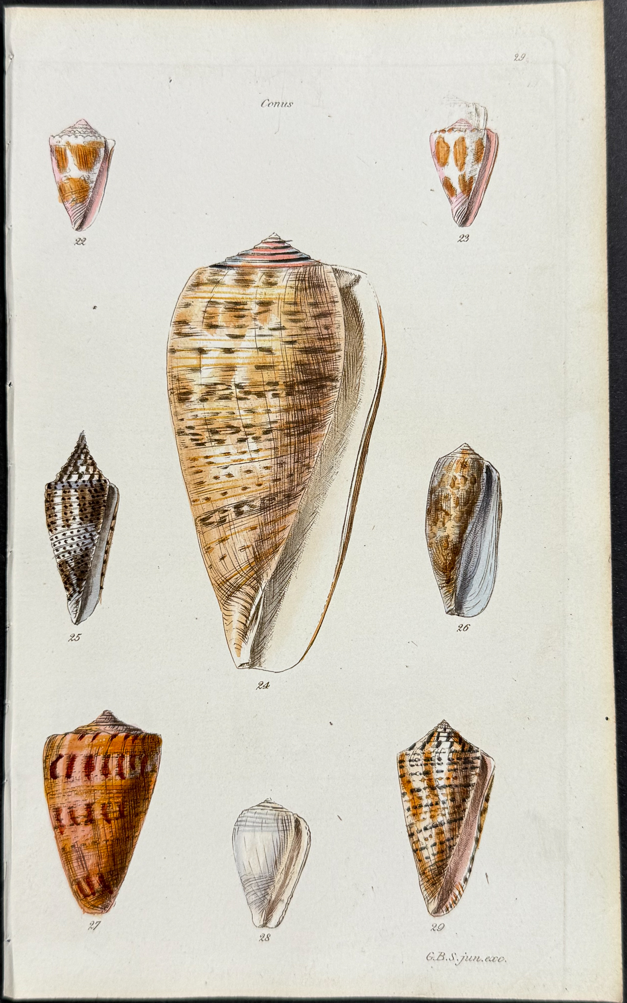 Sowerby - 6 Shell Engravings