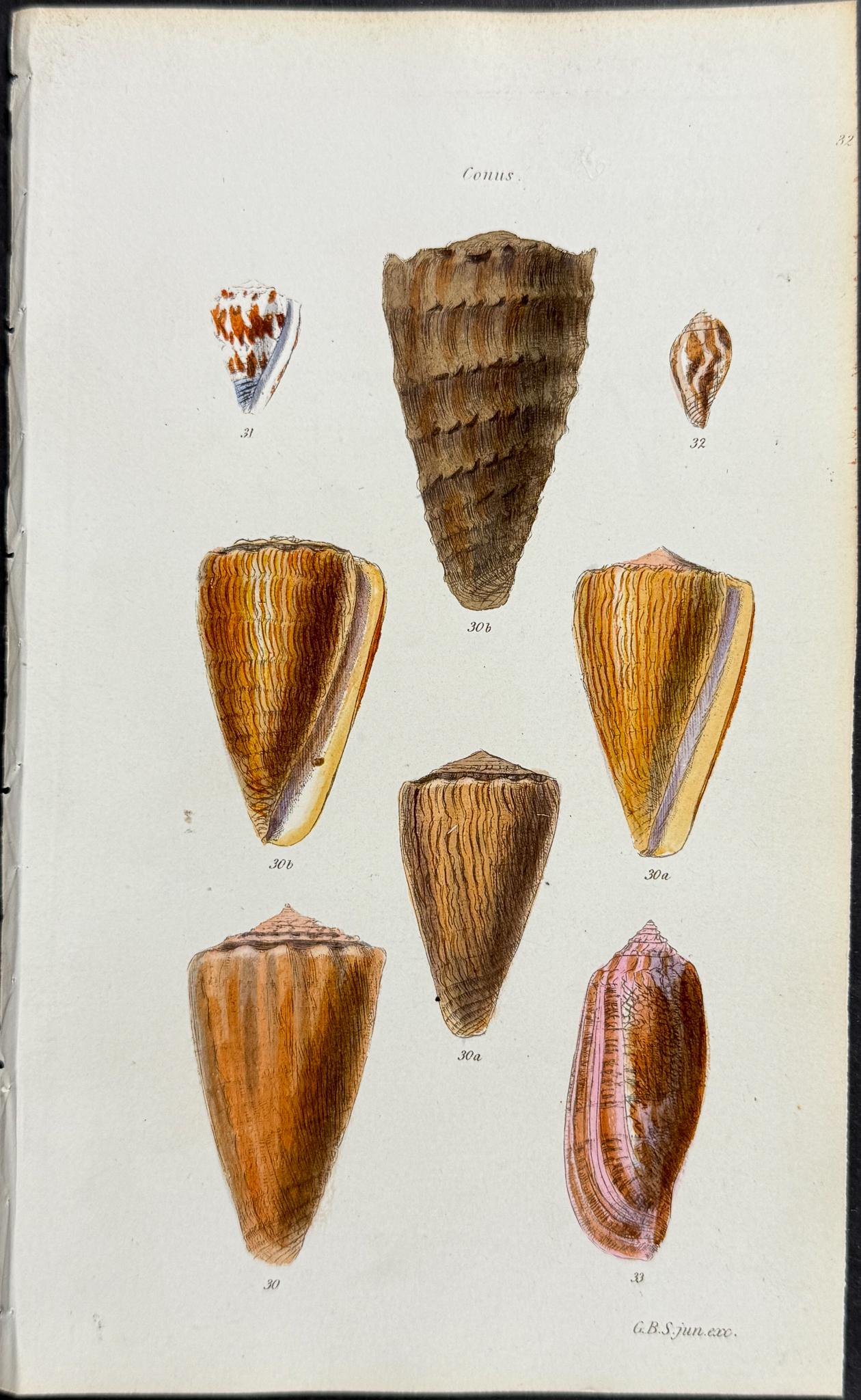 Sowerby - 6 Shell Engravings
