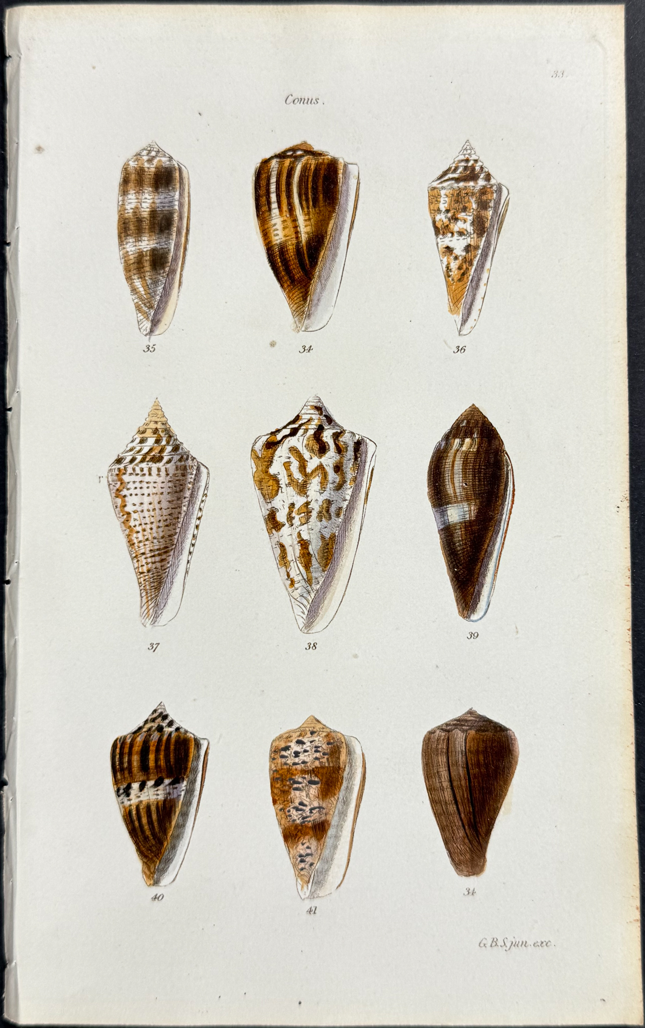 Sowerby - 6 Shell Engravings