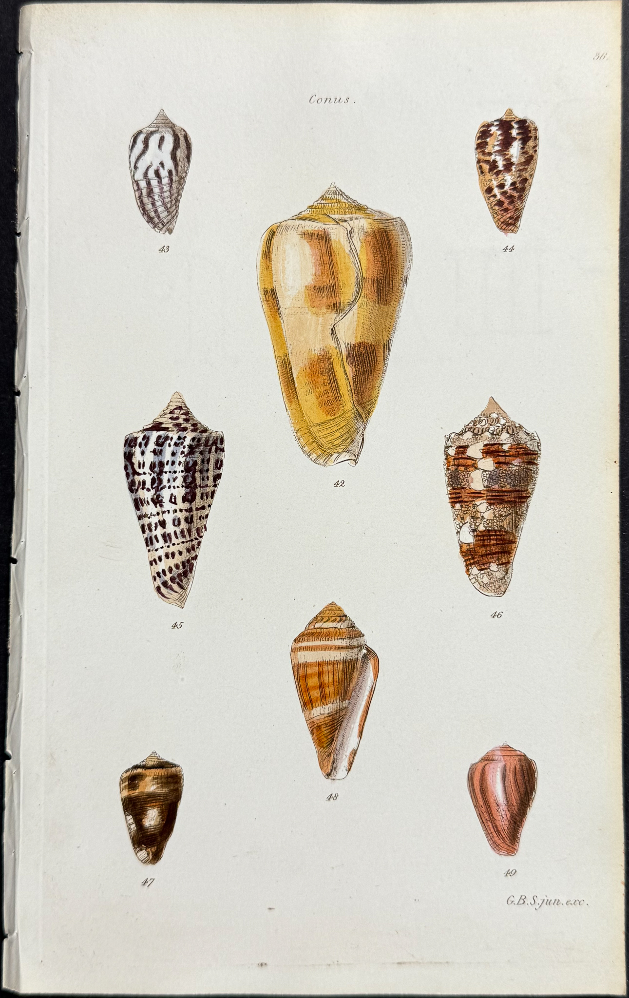 Sowerby - 6 Shell Engravings