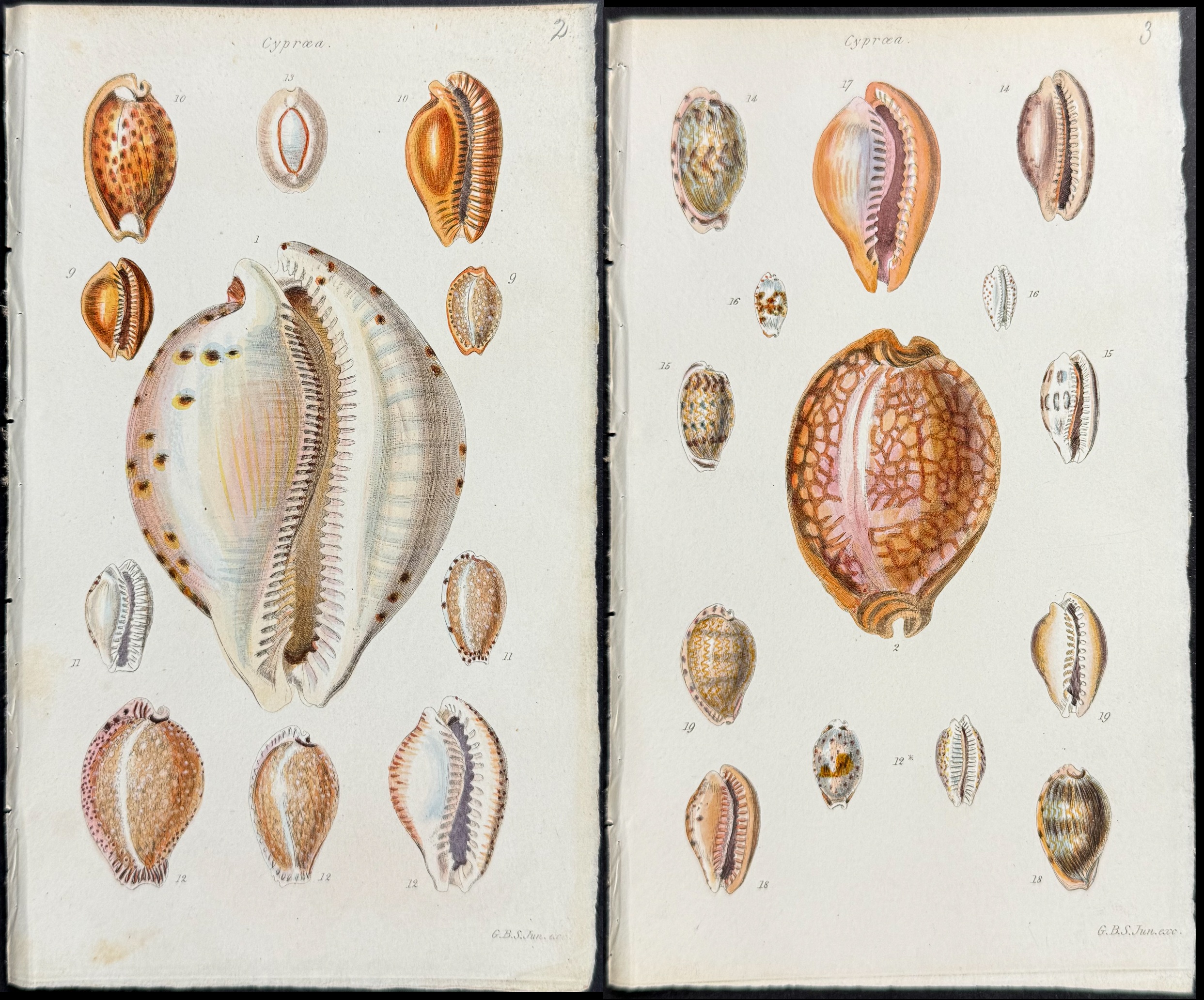 Sowerby - 6 Shell Engravings