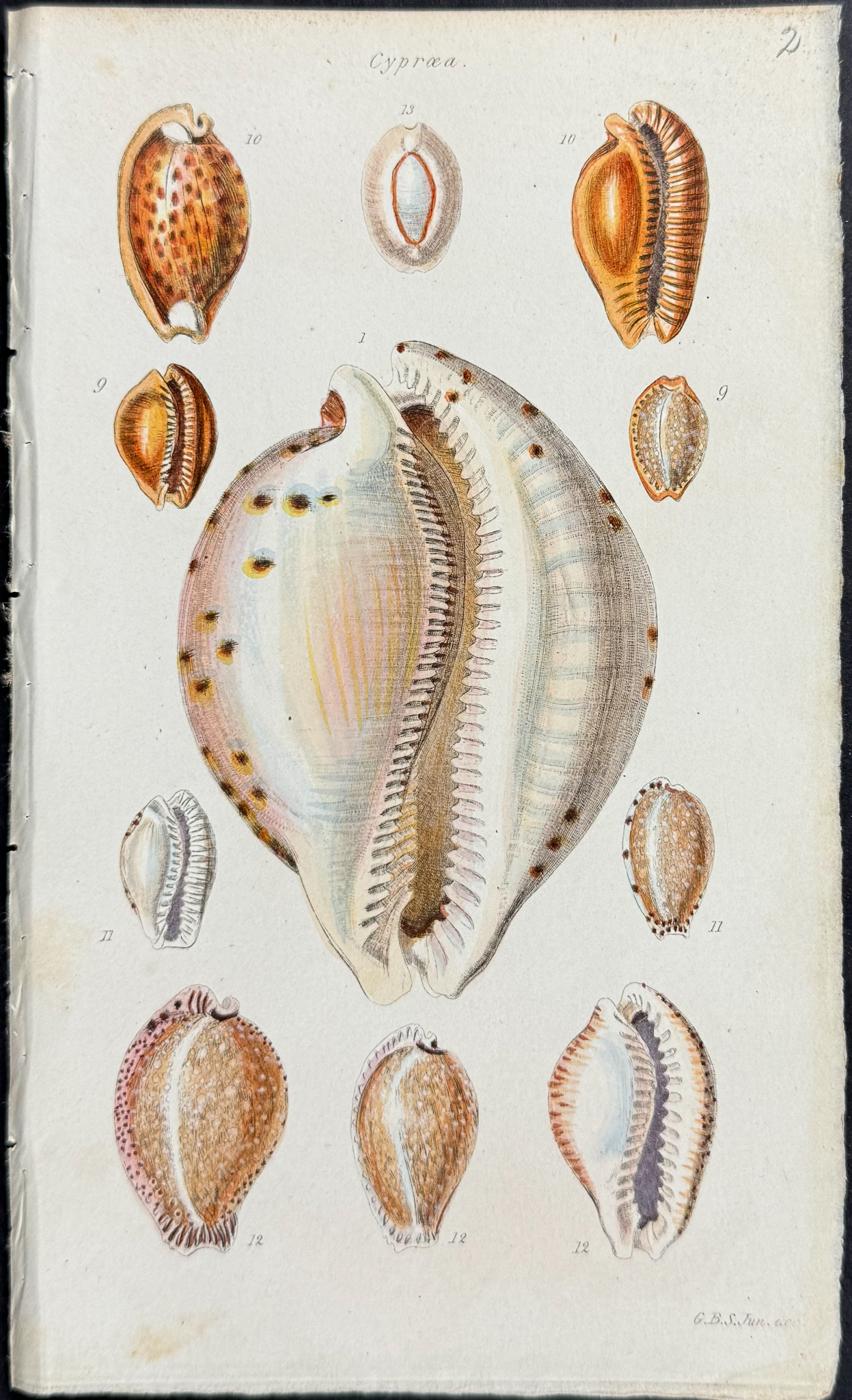 Sowerby - 6 Shell Engravings