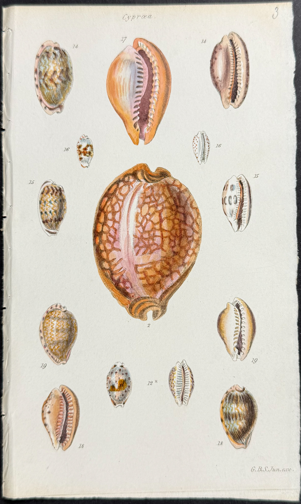 Sowerby - 6 Shell Engravings