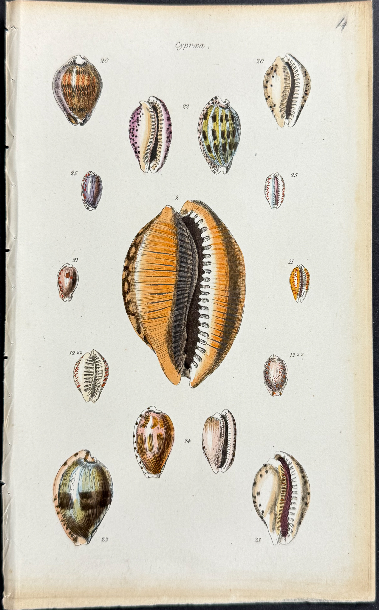 Sowerby - 6 Shell Engravings
