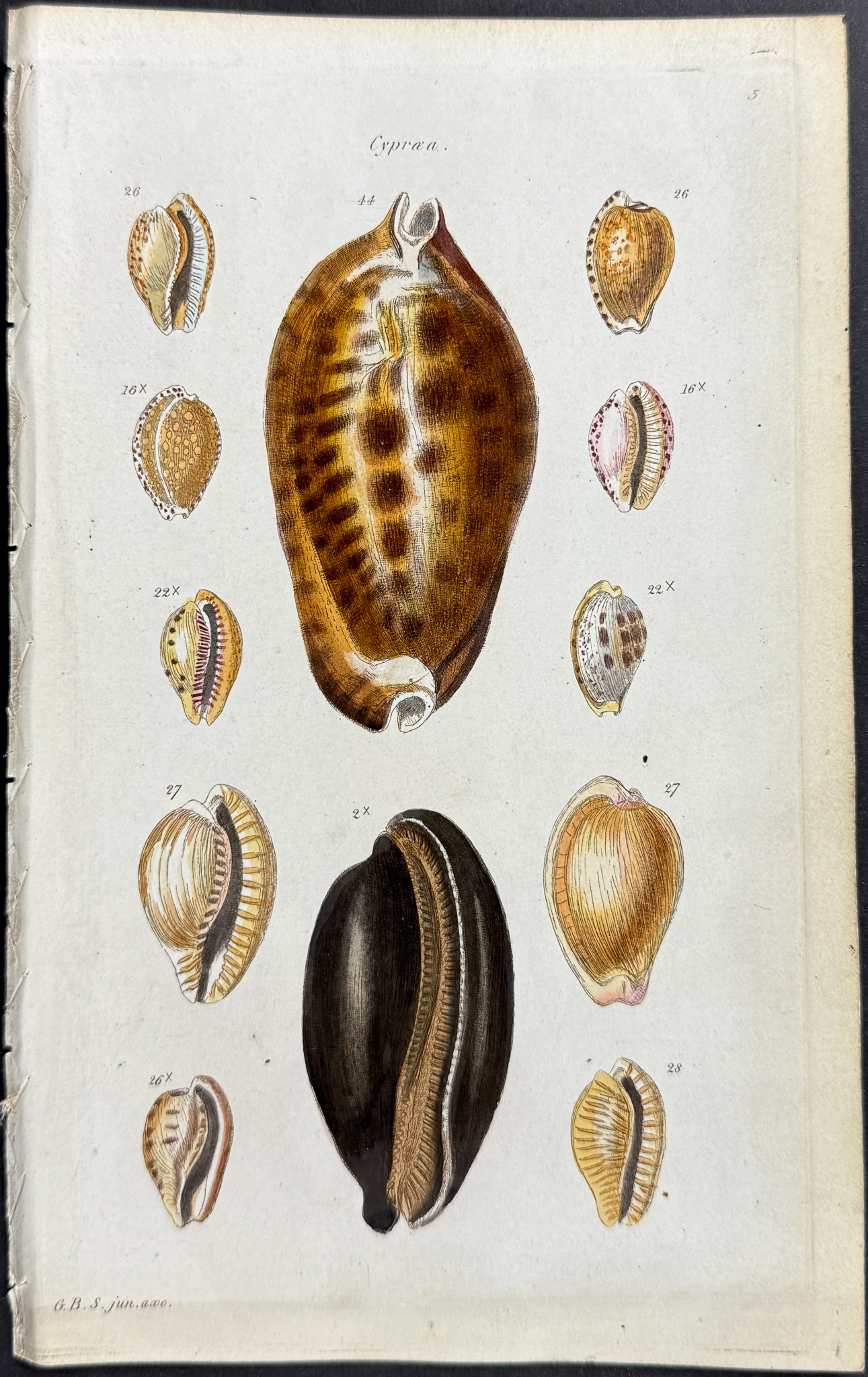 Sowerby - 6 Shell Engravings