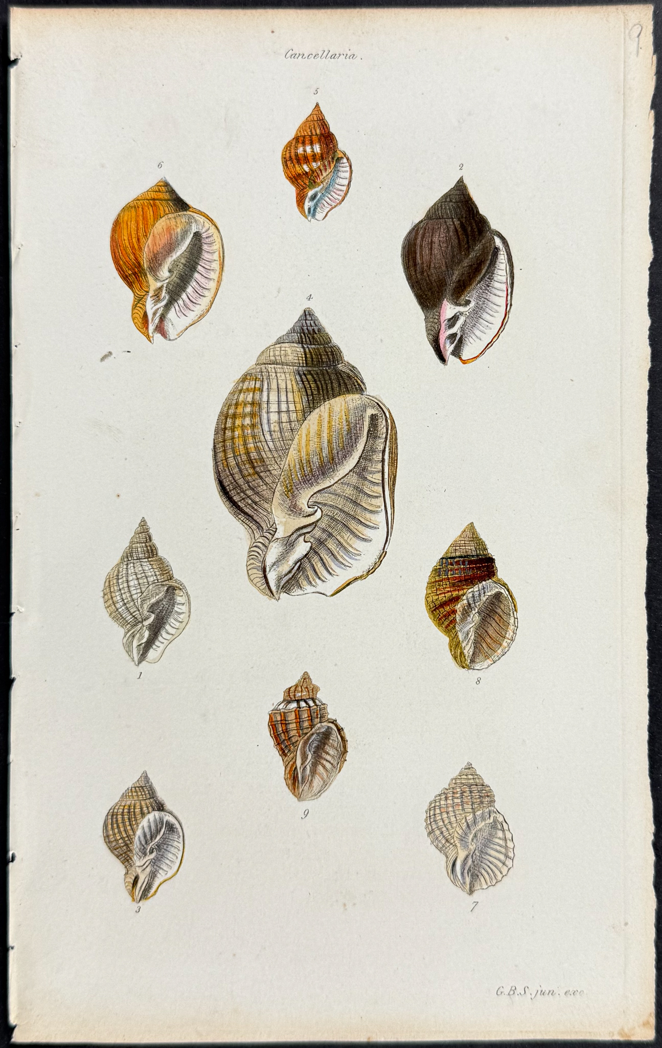 Sowerby - 6 Shell Engravings