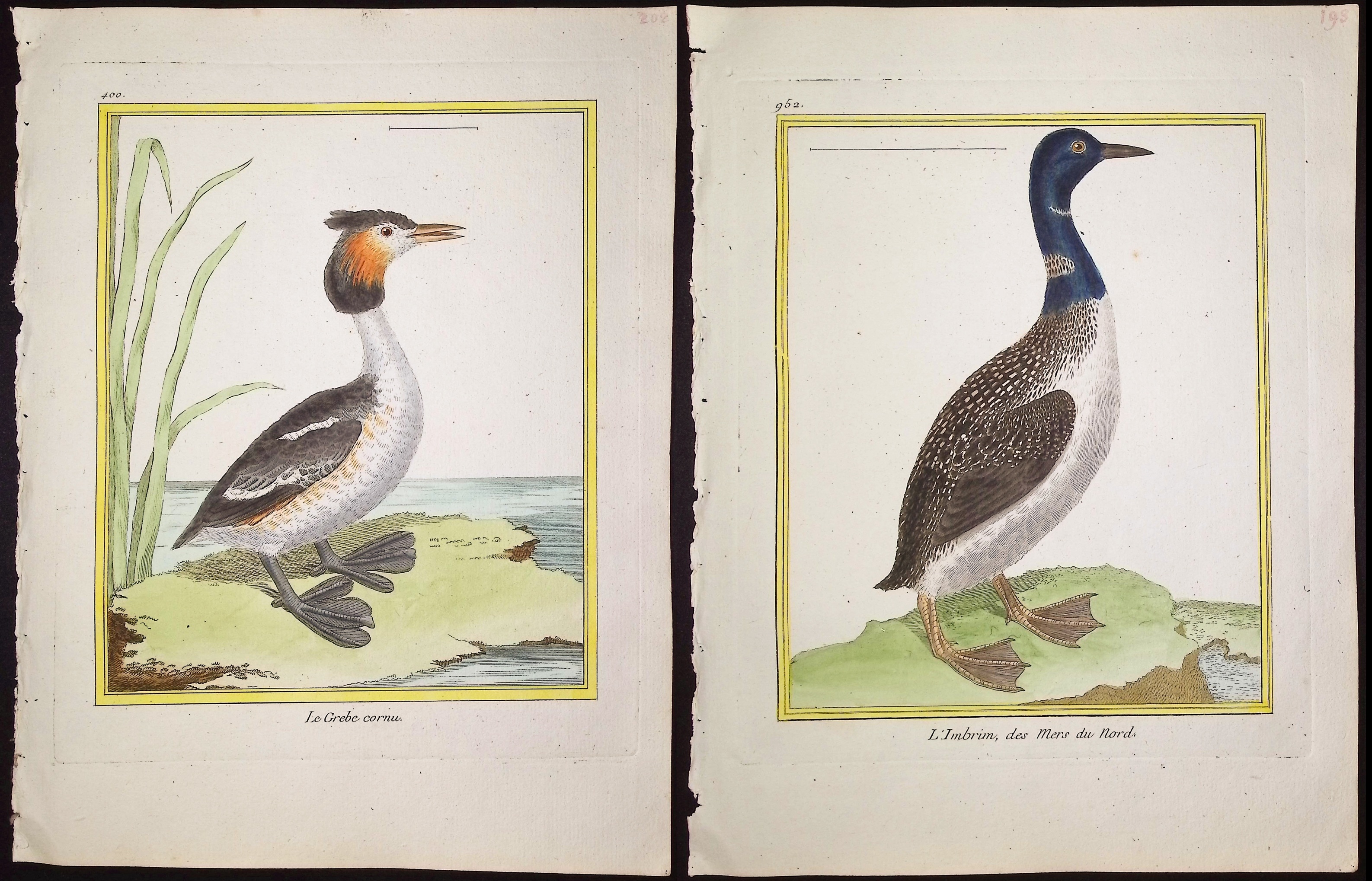 Martinet & Buffon - 6 Water or Shore Bird Engravings