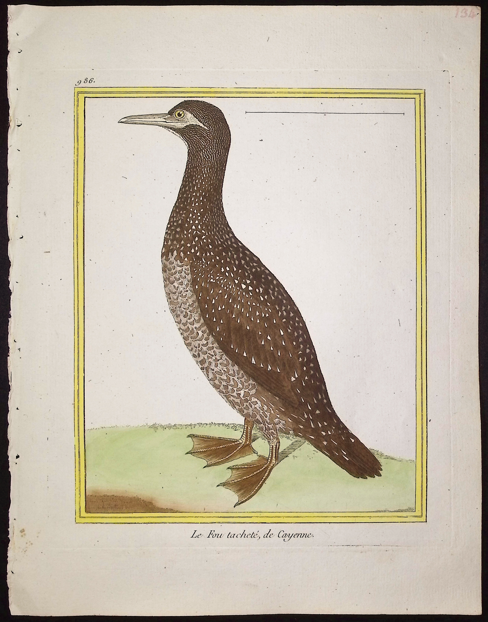 Martinet & Buffon - 6 Water or Shore Bird Engravings