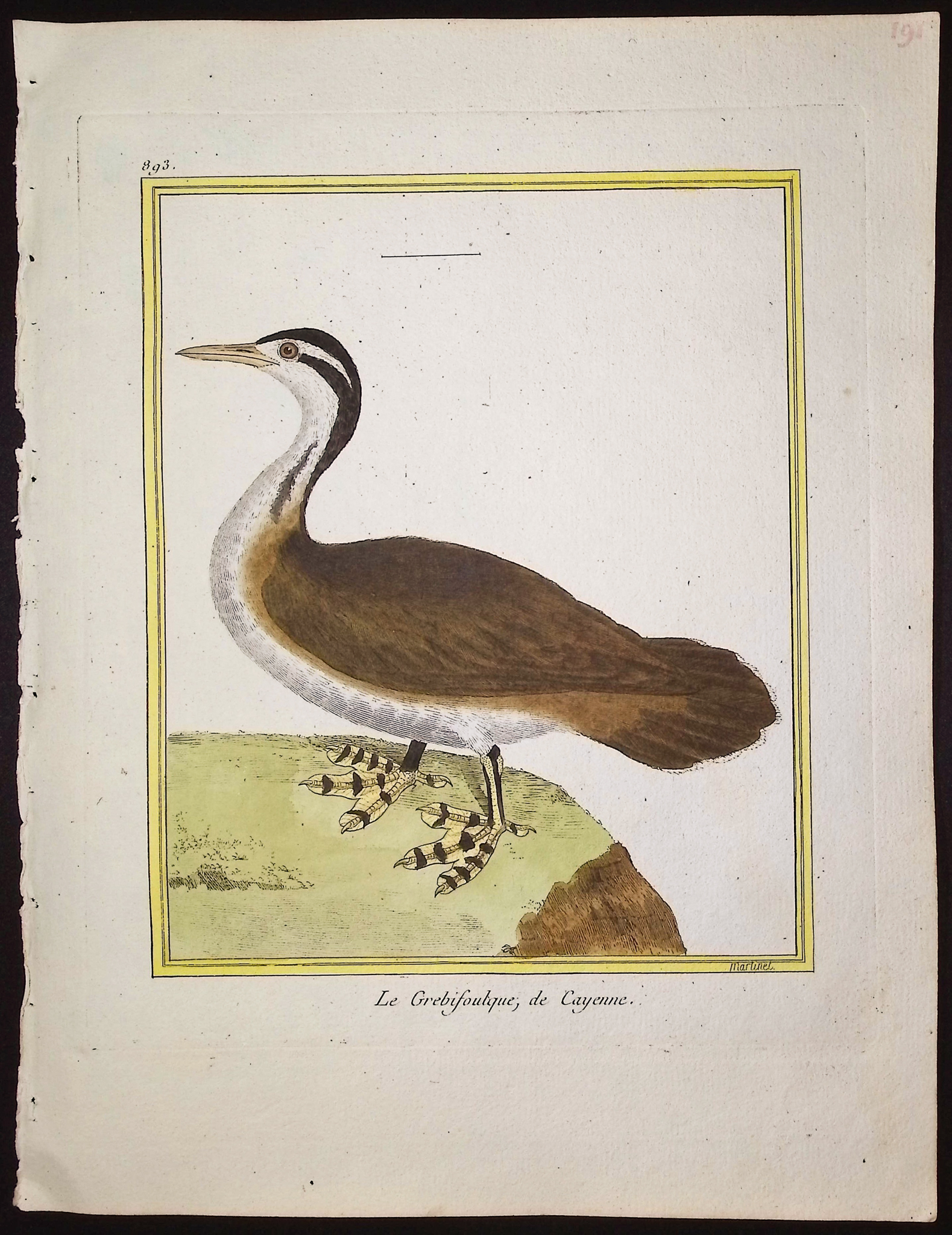 Martinet & Buffon - 6 Water or Shore Bird Engravings