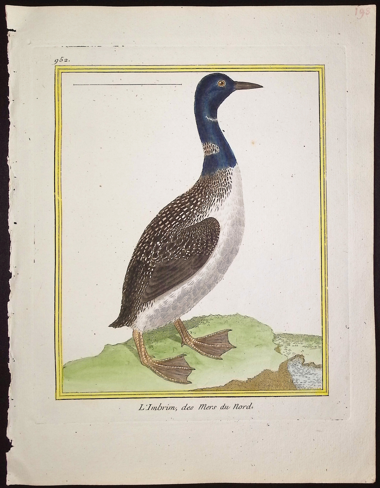 Martinet & Buffon - 6 Water or Shore Bird Engravings