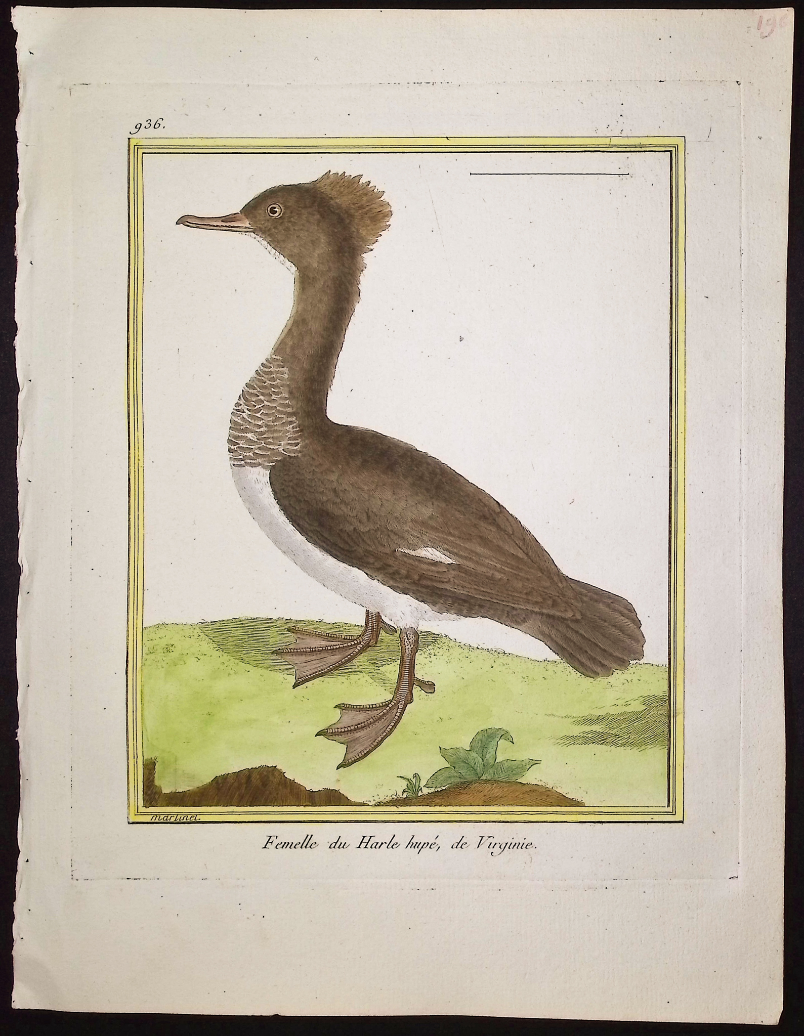 Martinet & Buffon - 6 Water or Shore Bird Engravings